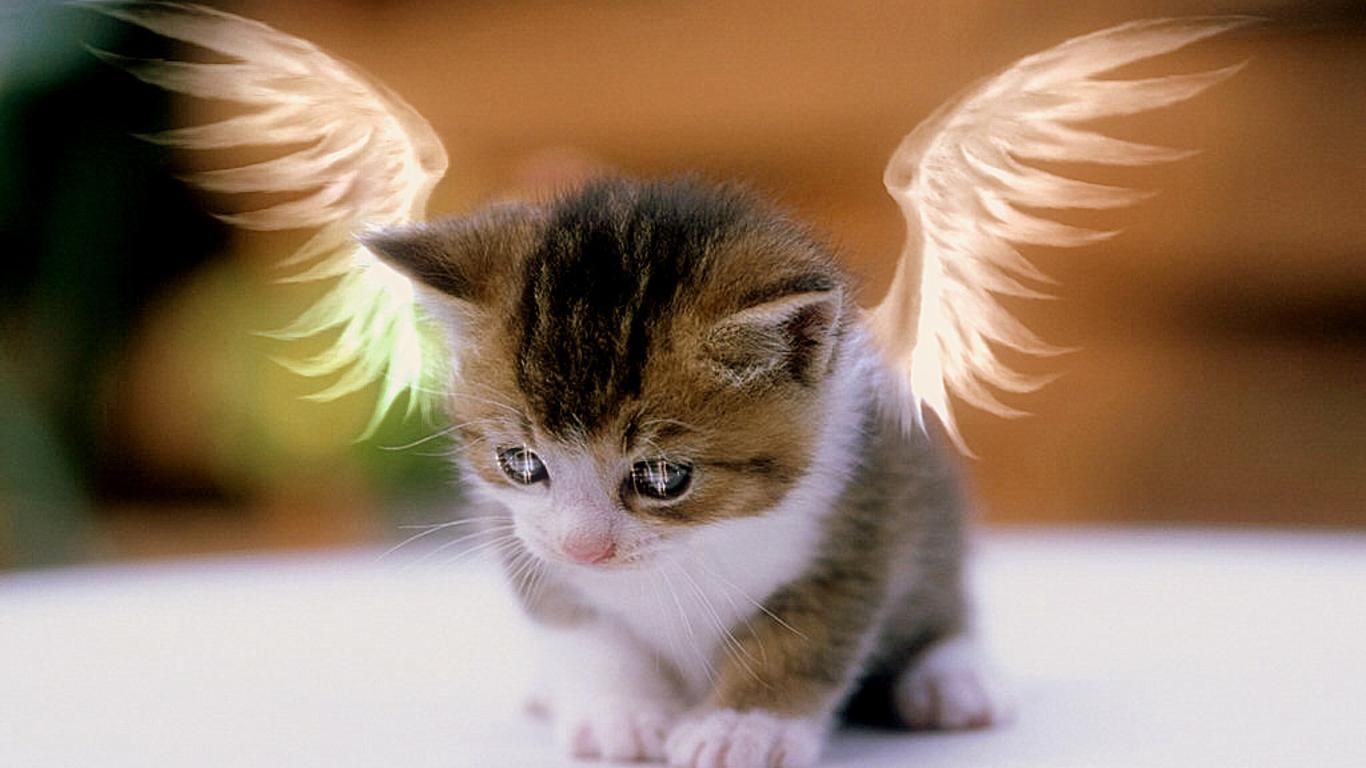 Cute Baby Cats Wallpaper Wallpapers