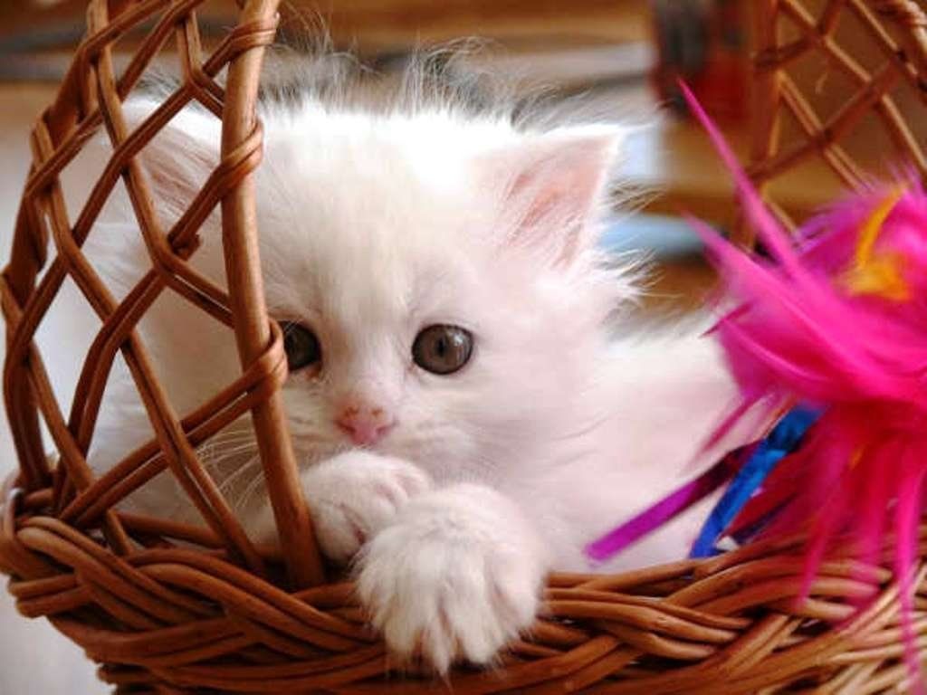 Cute Baby Cats Wallpaper Wallpapers
