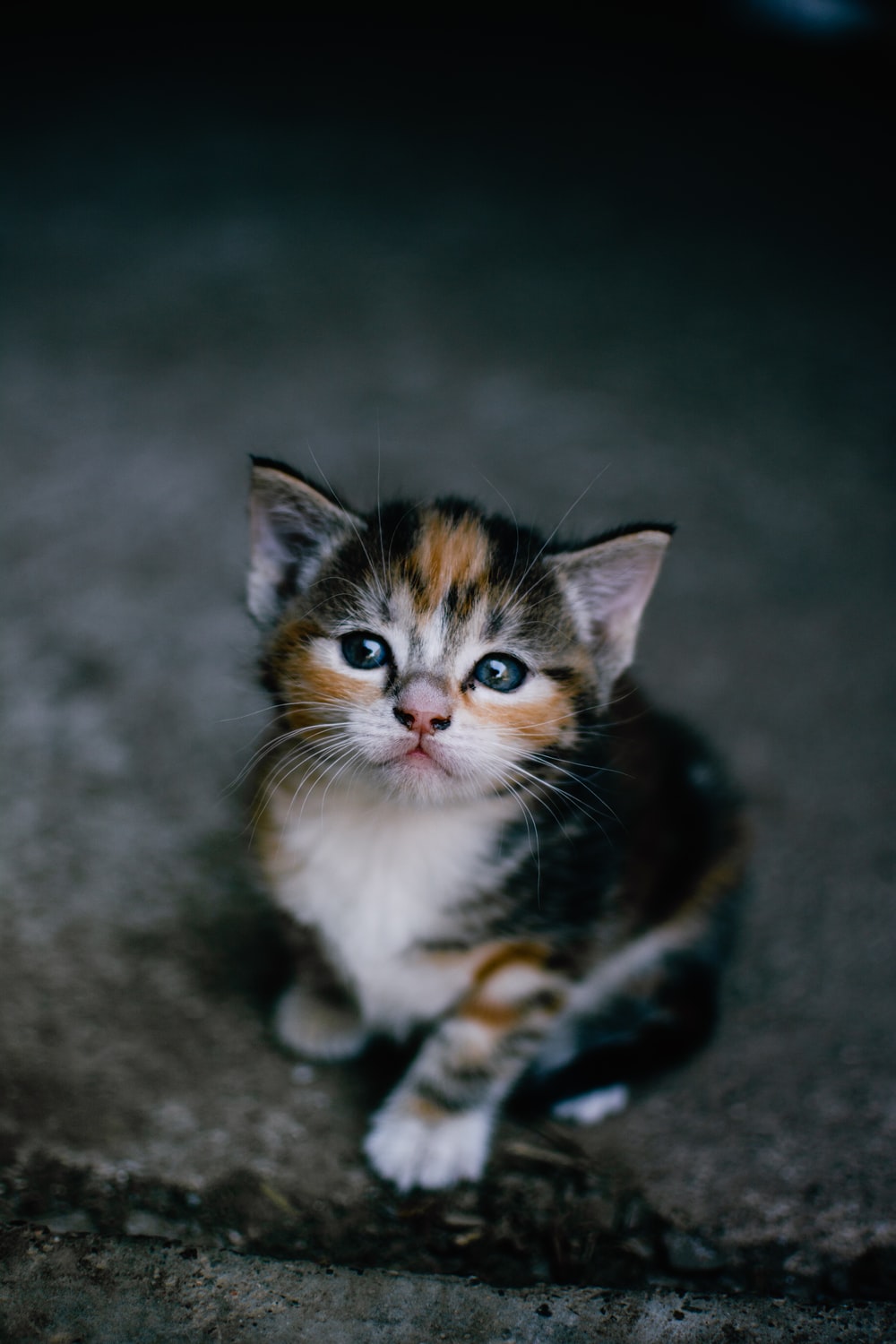 Cute Baby Cats Wallpaper Wallpapers