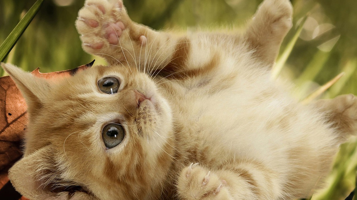 Cute Baby Cats Wallpaper Wallpapers