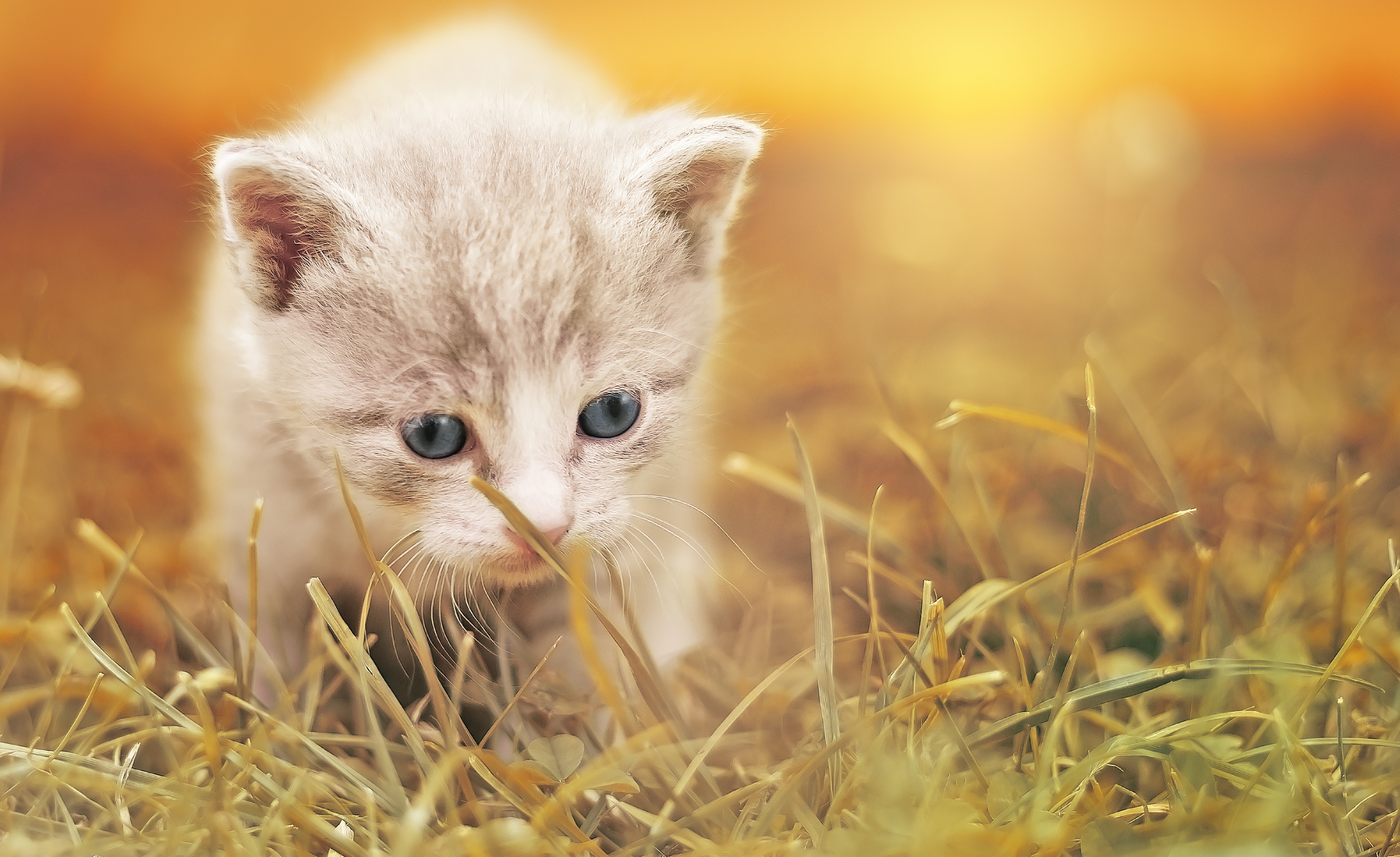 Cute Baby Cats Wallpaper Wallpapers