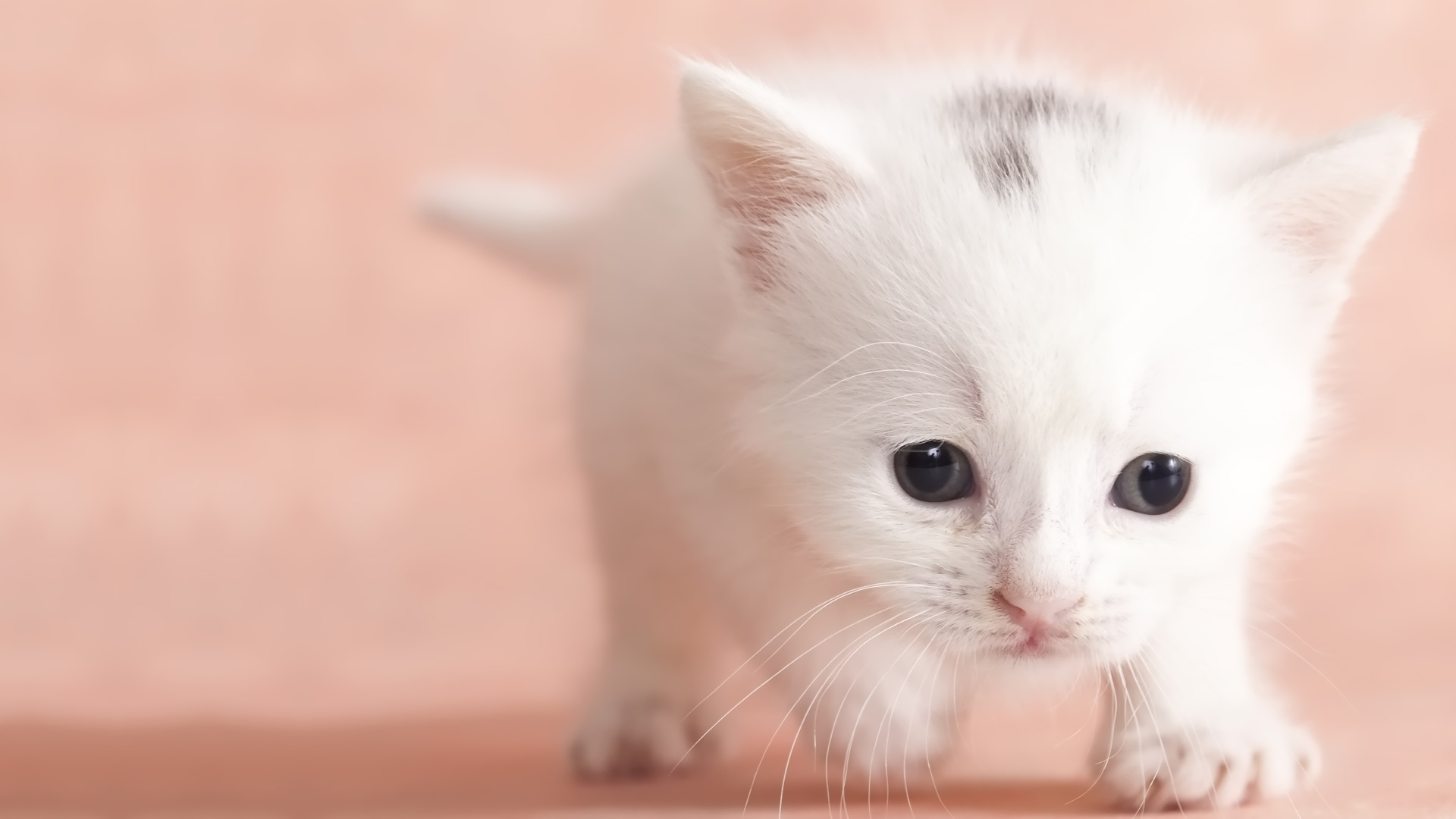 Cute Baby Cats Wallpaper Wallpapers