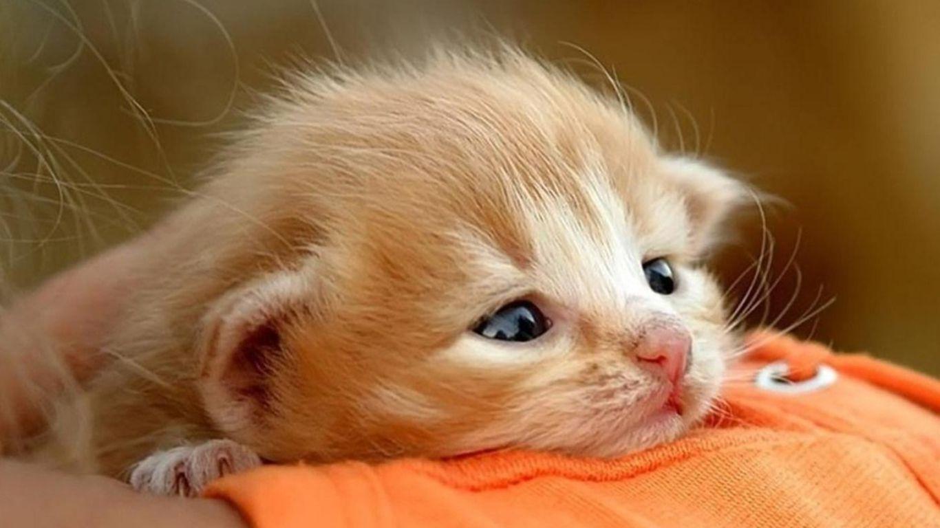 Cute Baby Cats Wallpaper Wallpapers