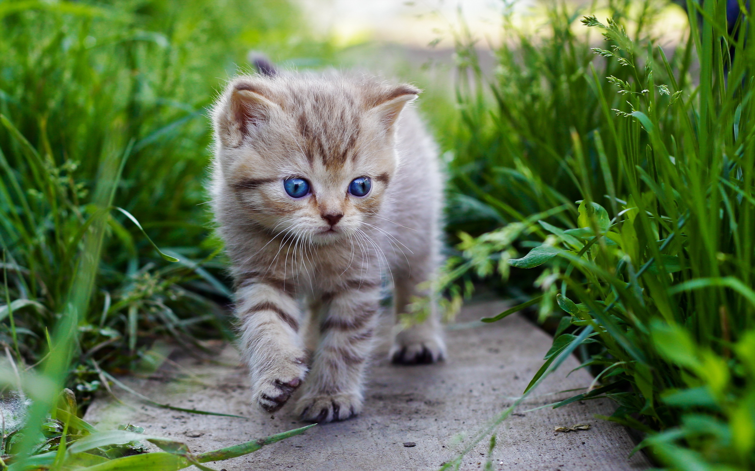 Cute Baby Cats Wallpaper Wallpapers