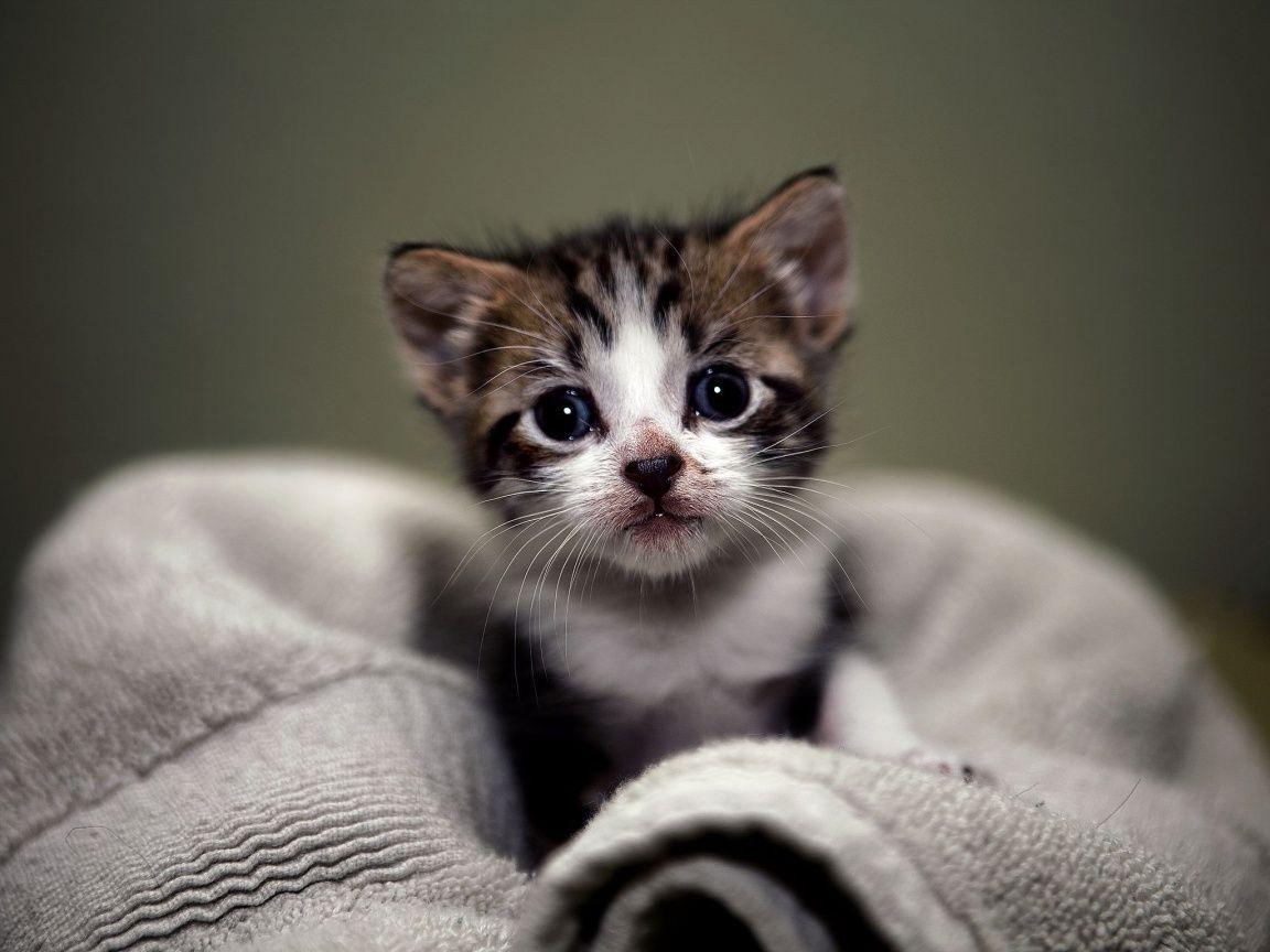 Cute Baby Cats Wallpaper Wallpapers