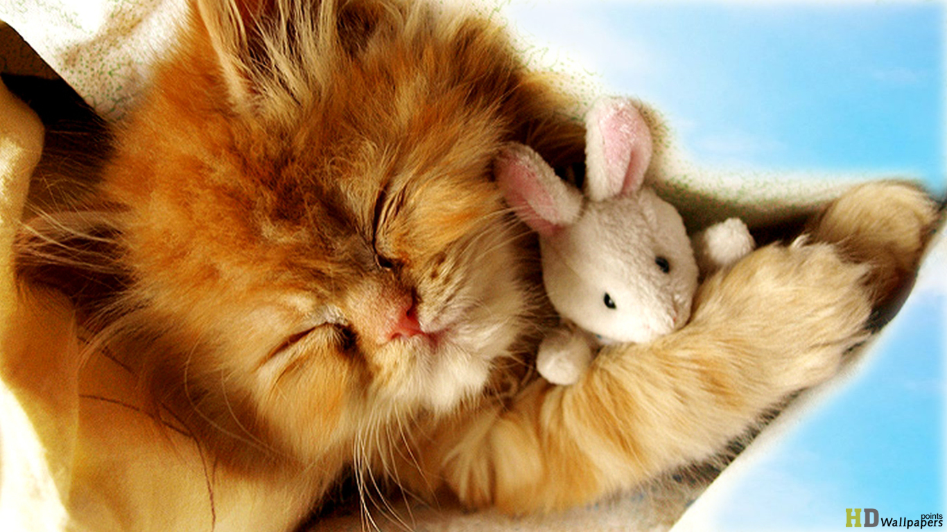 Cute Baby Cats Wallpaper Wallpapers