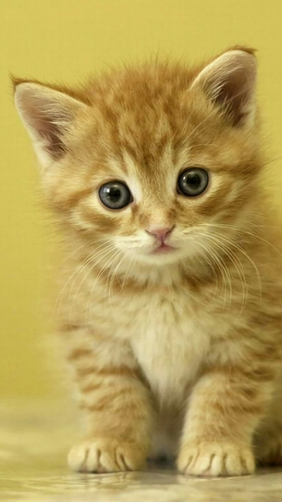 Cute Baby Cats Wallpaper Wallpapers