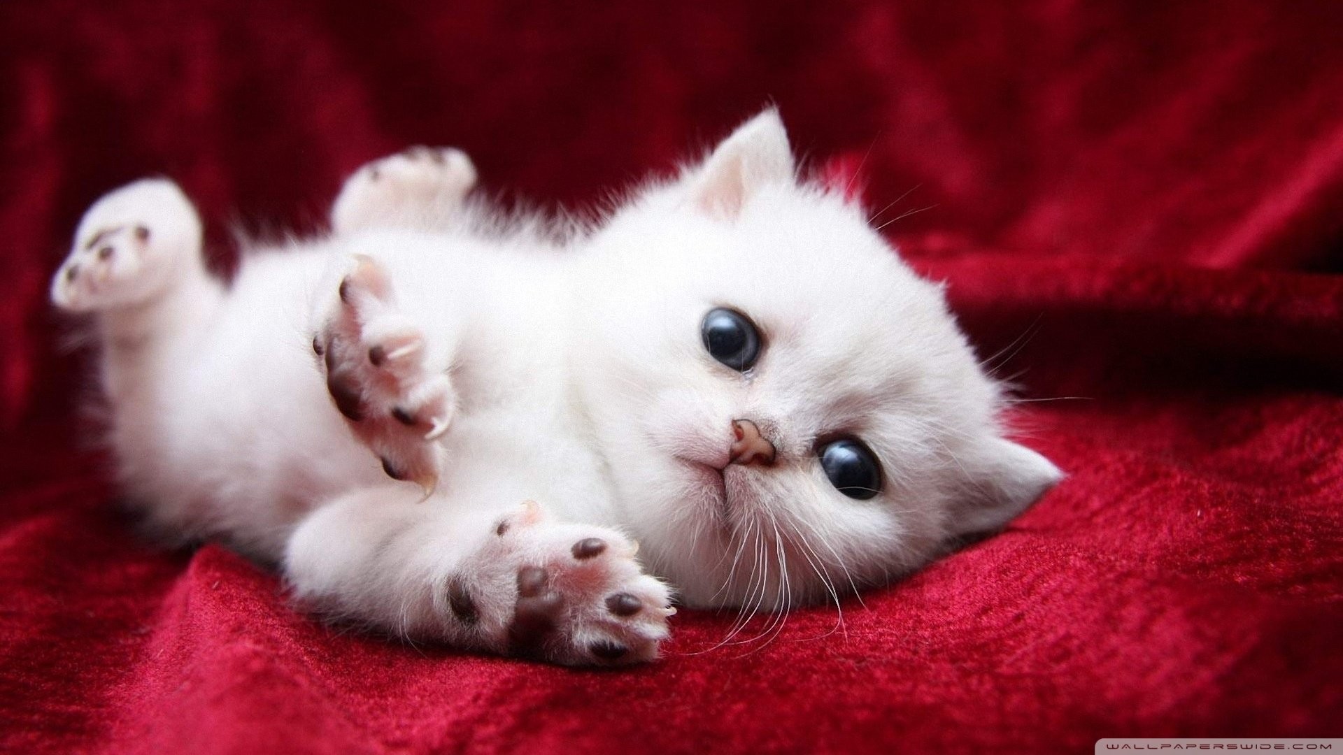 Cute Baby Cats Wallpaper Wallpapers