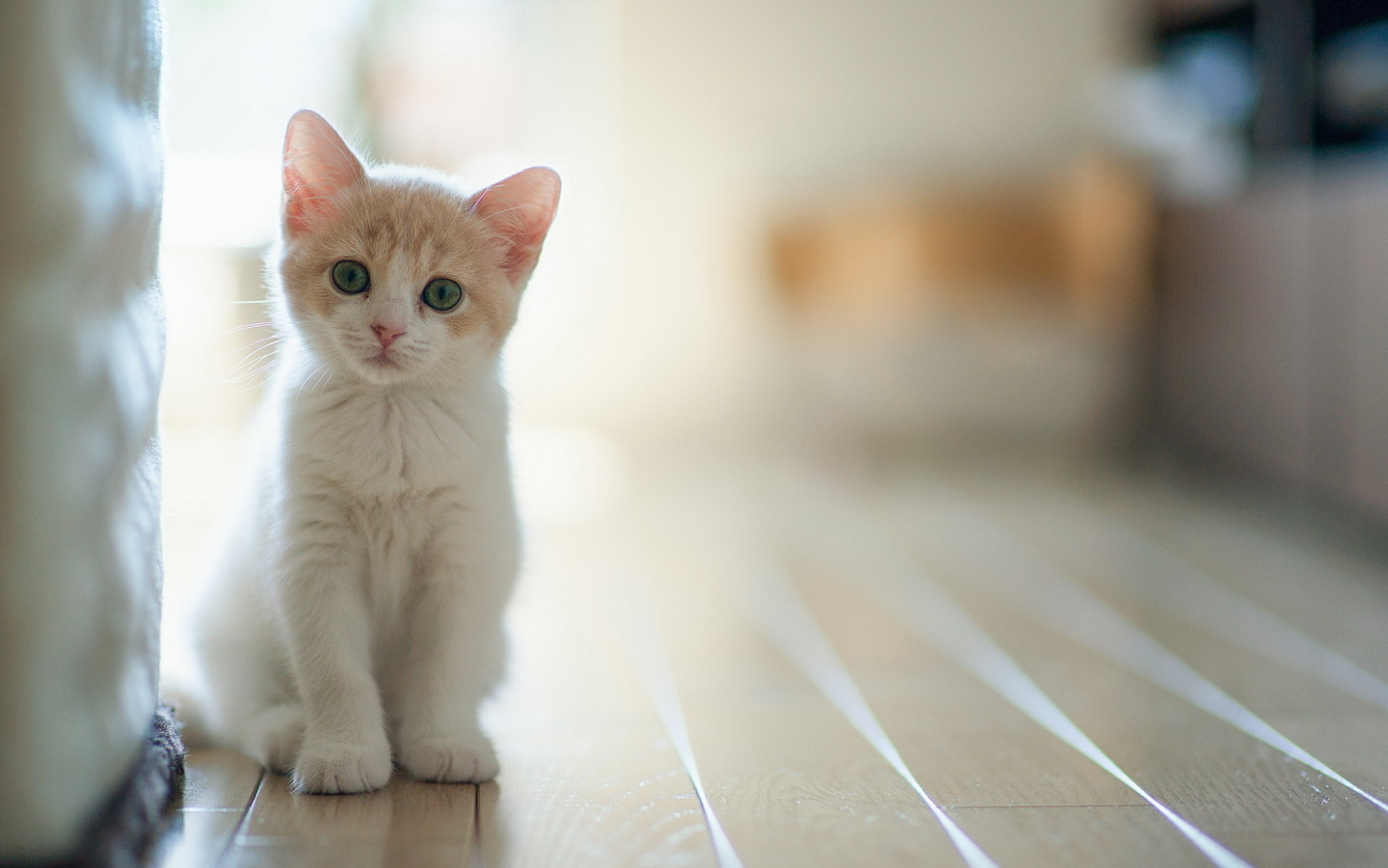 Cute Baby Cats Wallpaper Wallpapers