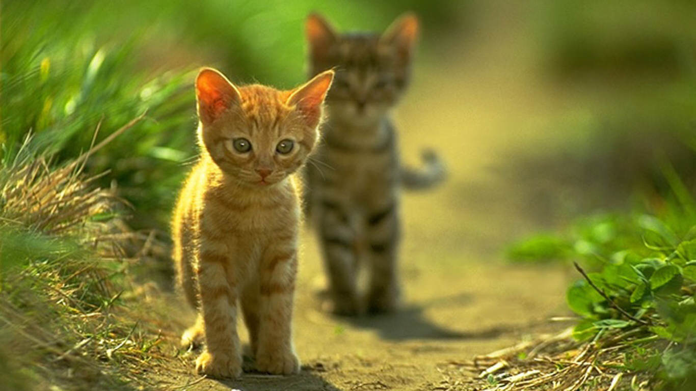 Cute Baby Cats Wallpaper Wallpapers