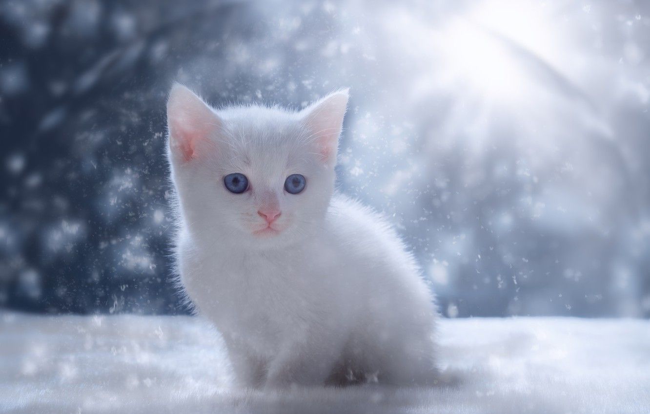 Cute Baby Cats Wallpaper Wallpapers