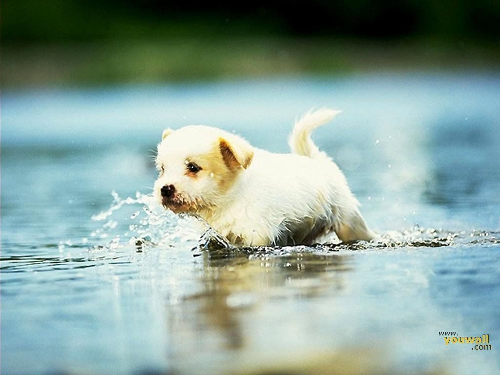 Cute Baby Dog Wallpapers