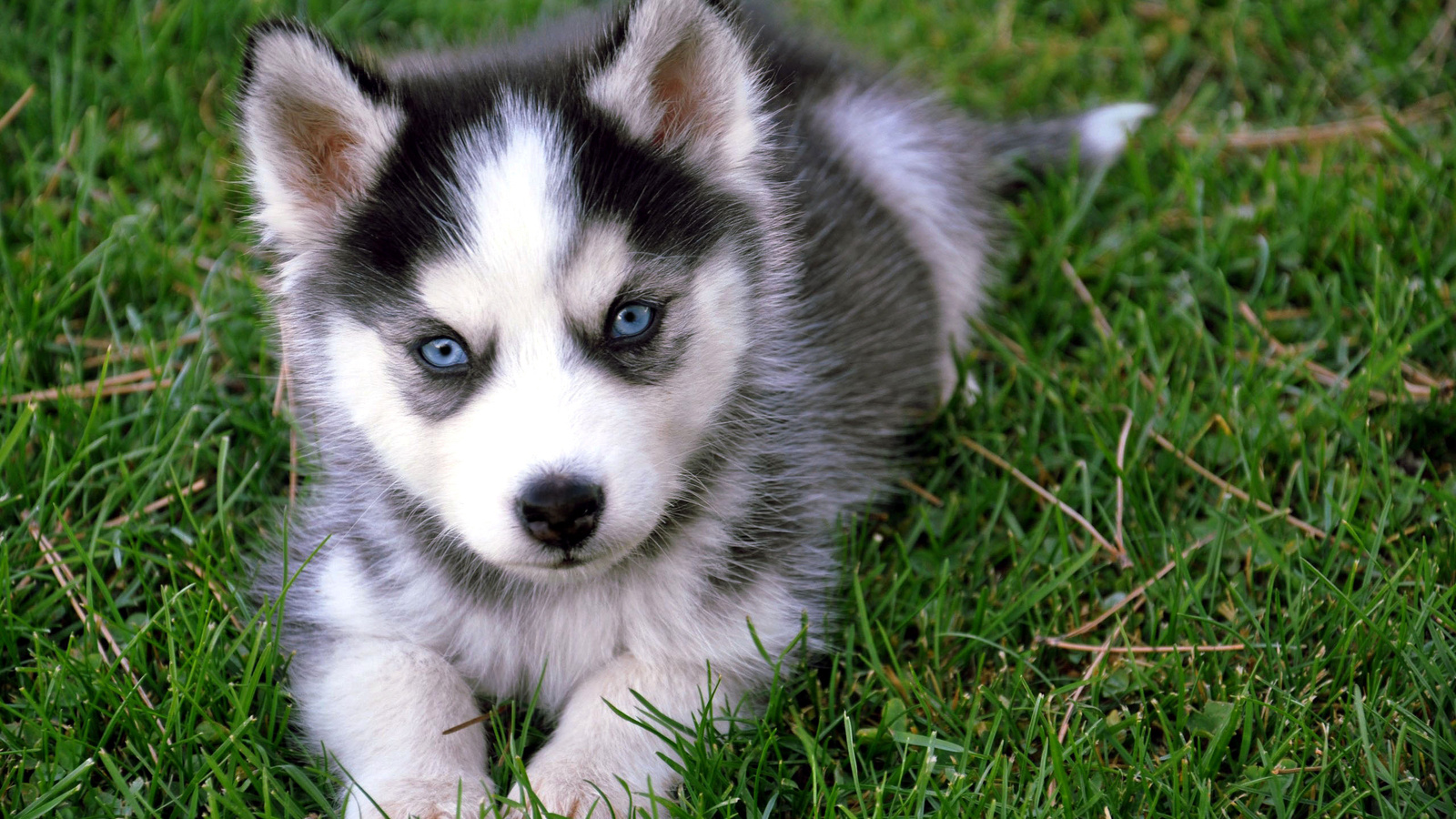 Cute Baby Dog Wallpapers