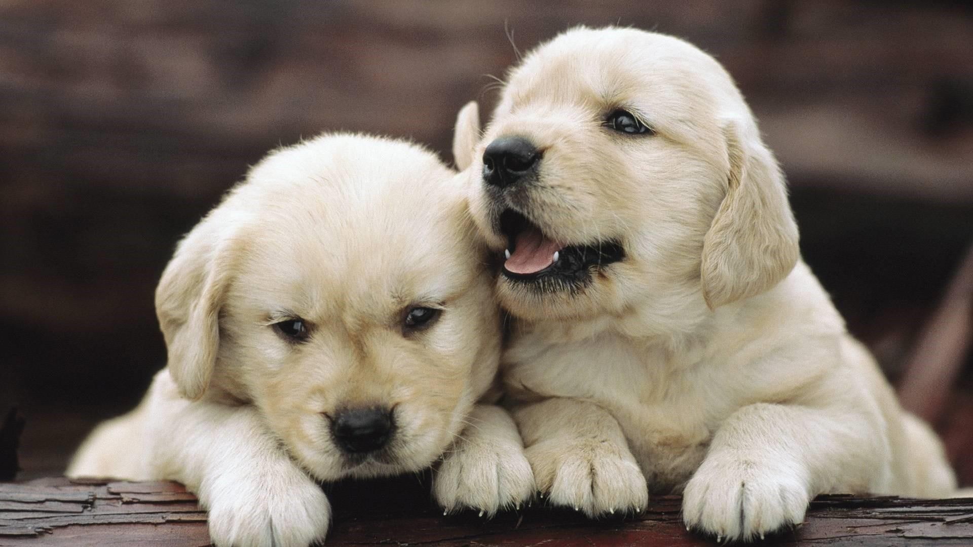 Cute Baby Dog Wallpapers