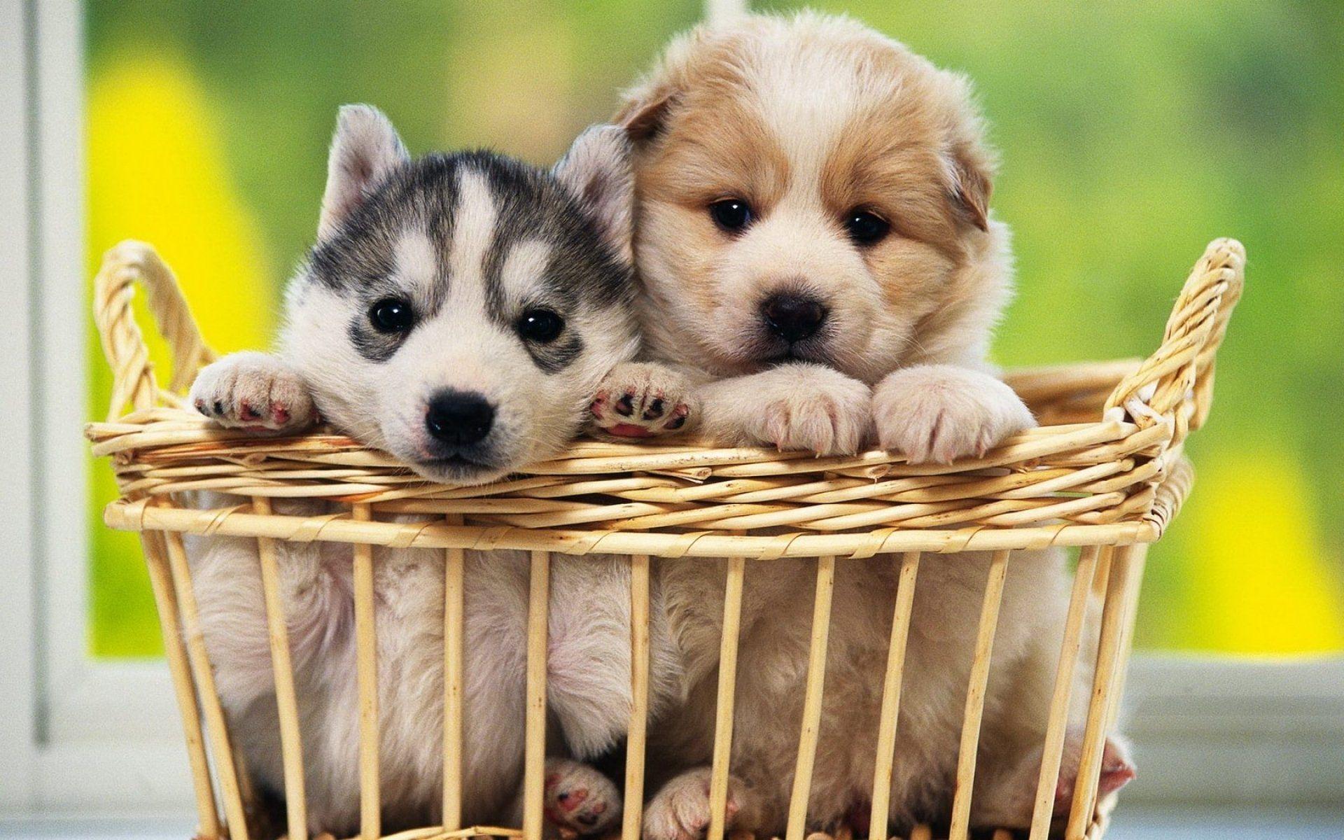 Cute Baby Dogs Wallpapers