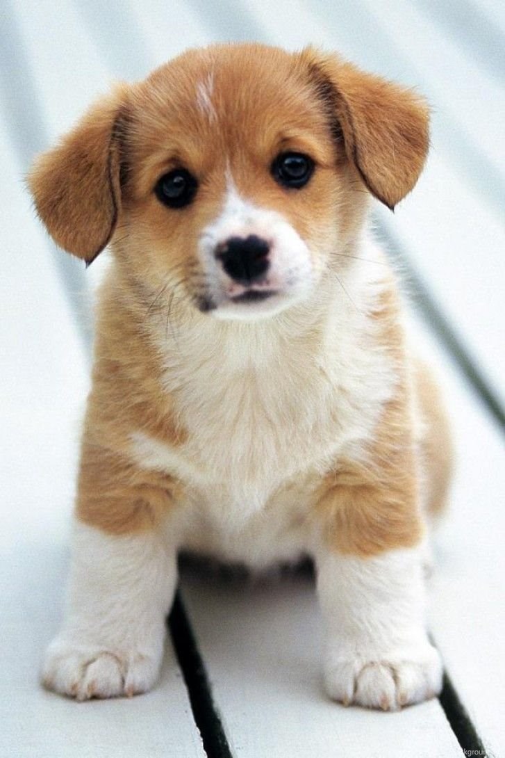 Cute Baby Dogs Wallpapers