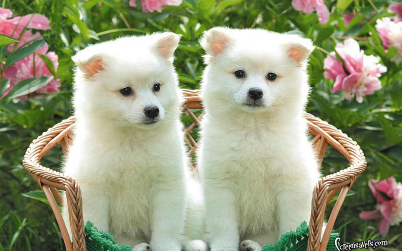 Cute Baby Dogs Wallpapers