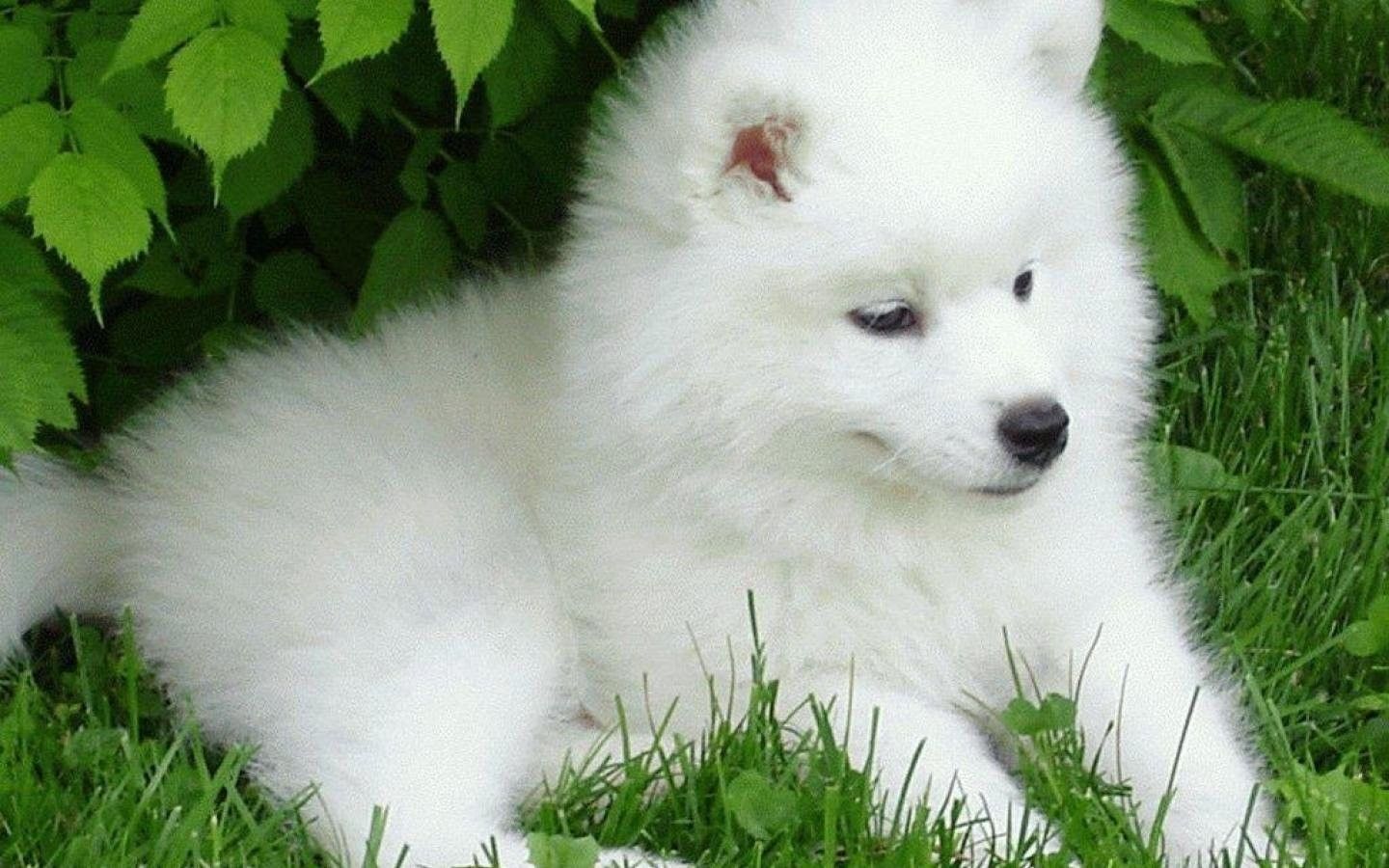 Cute Baby Dogs Wallpapers