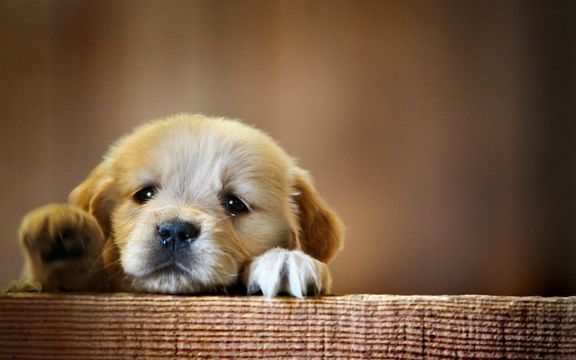 Cute Baby Dogs Wallpapers