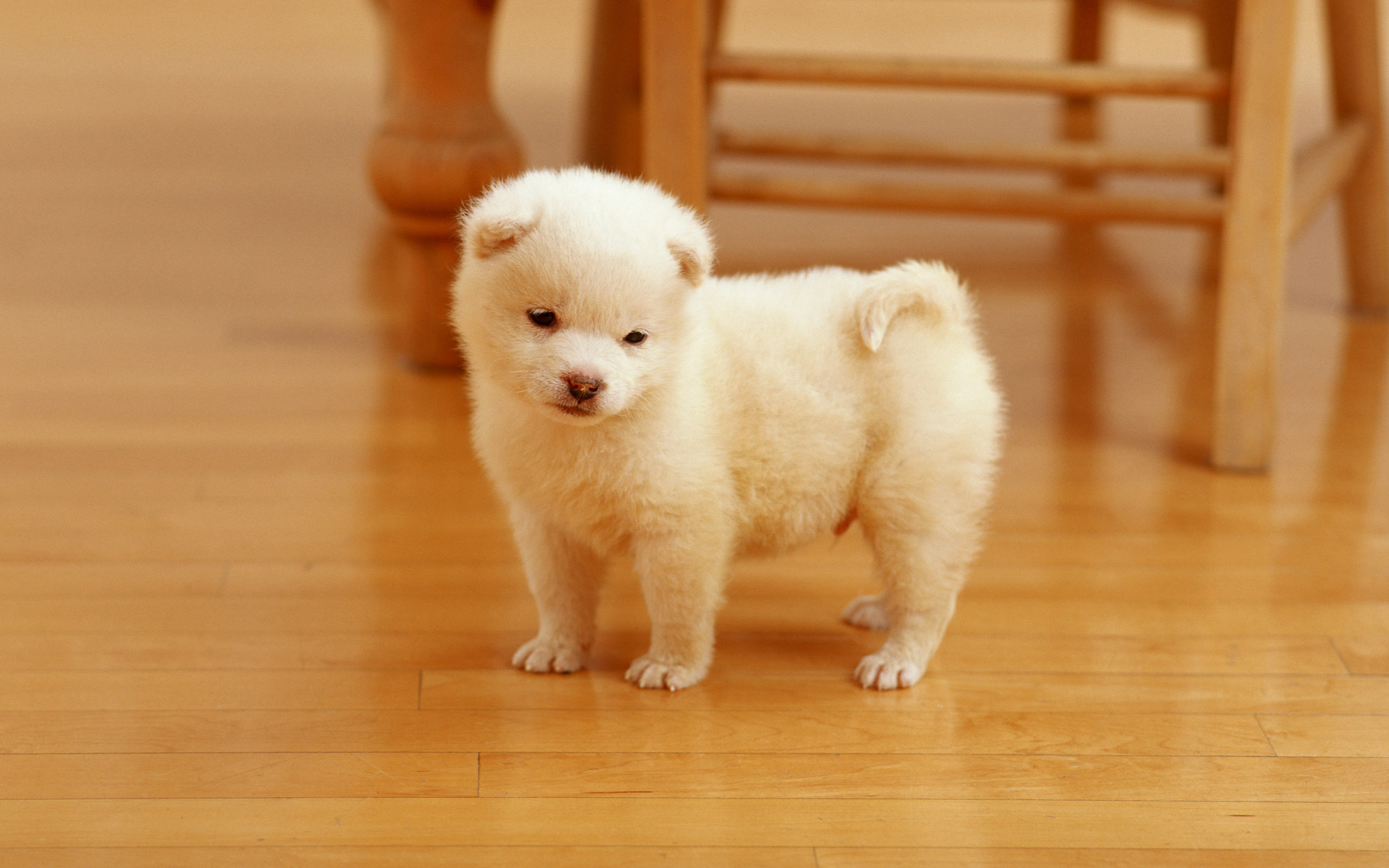 Cute Baby Dogs Wallpapers