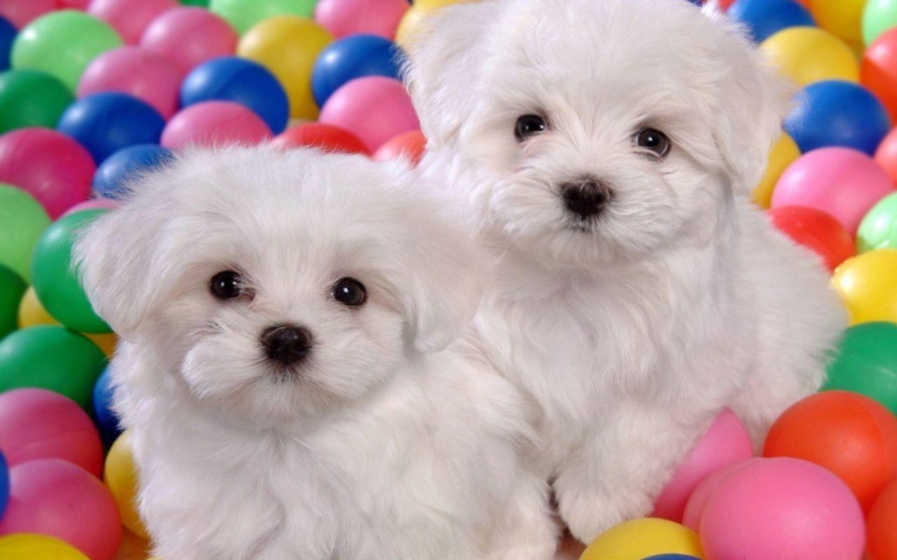 Cute Baby Dogs Wallpapers