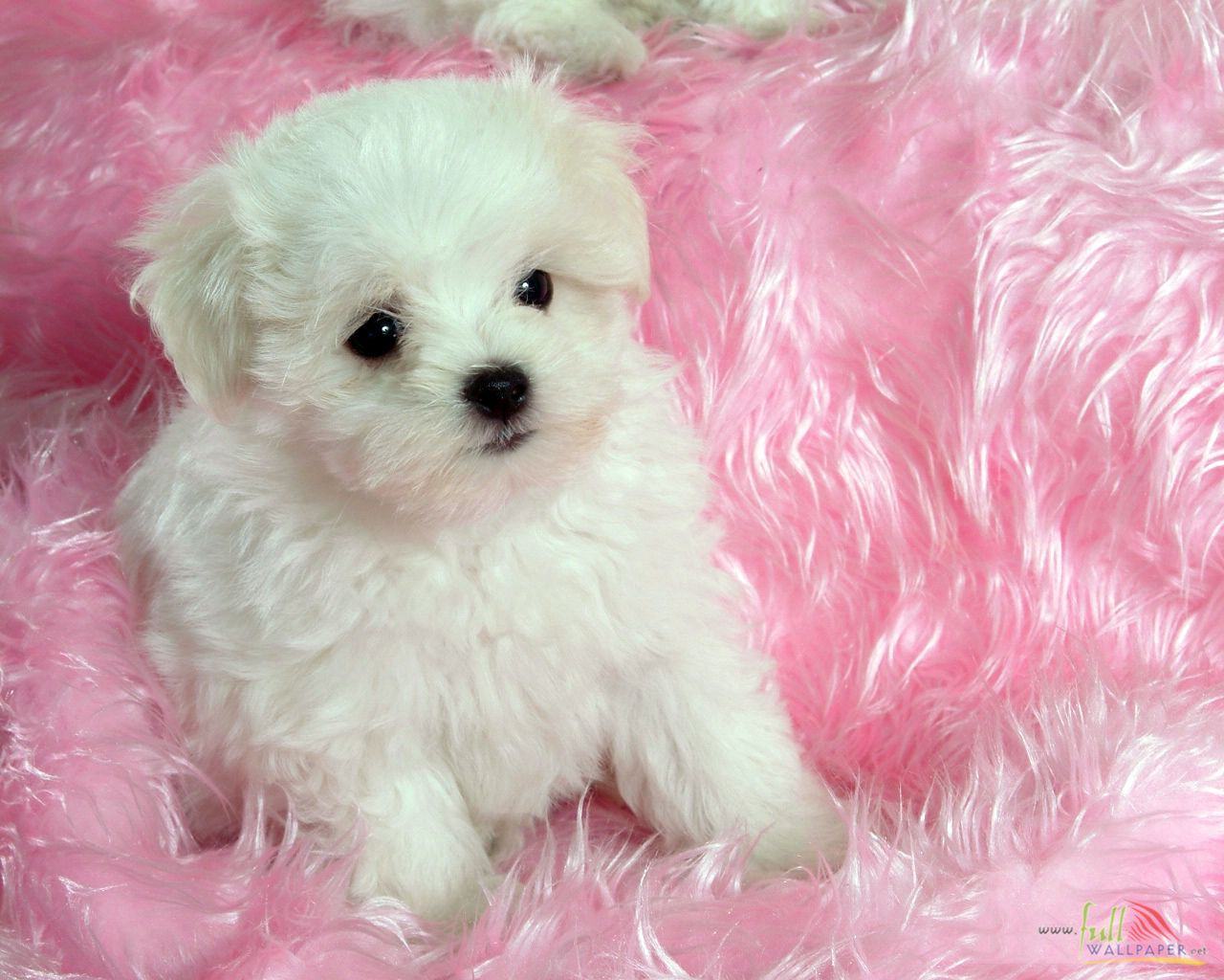 Cute Baby Dogs Wallpapers