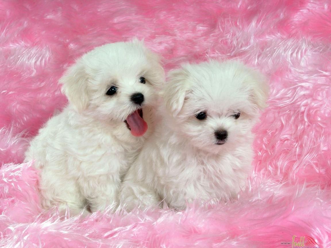 Cute Baby Dogs Wallpapers