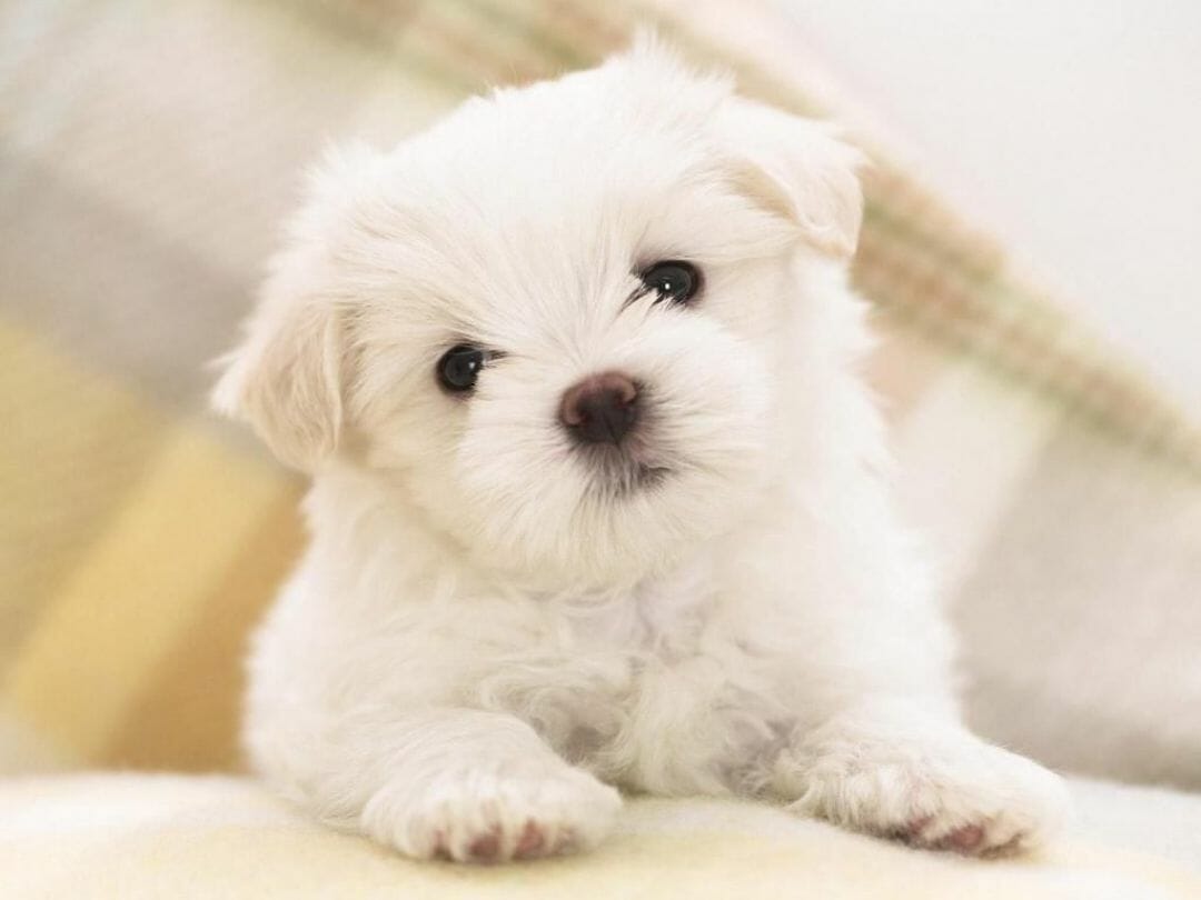 Cute Baby Dogs Wallpapers