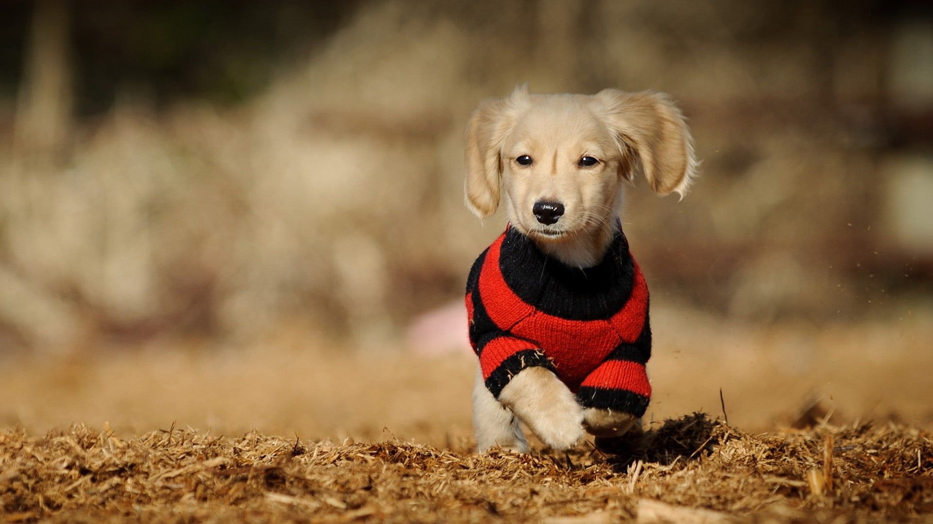 Cute Baby Dogs Wallpapers