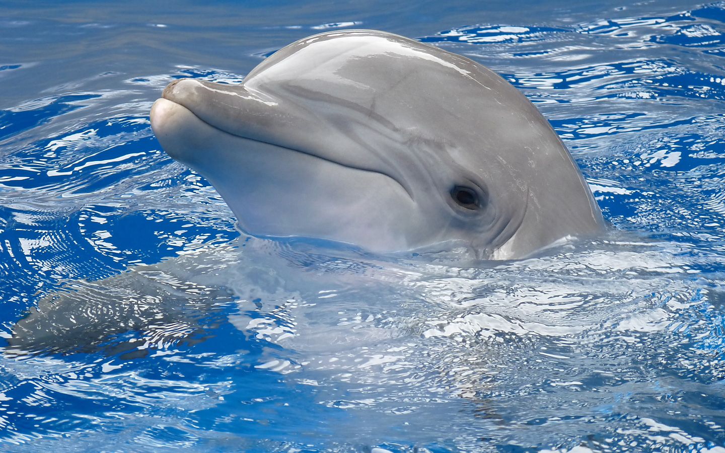 Cute Baby Dolphins Wallpapers