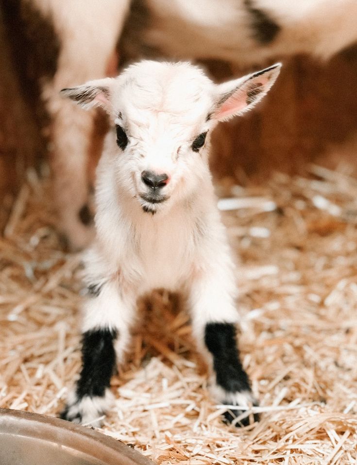 Cute Baby Goat Wallpapers