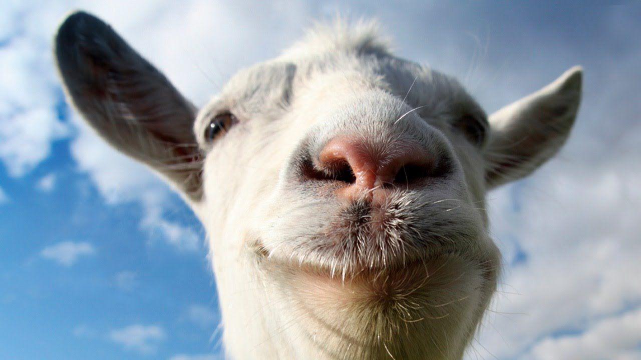 Cute Baby Goat Wallpapers