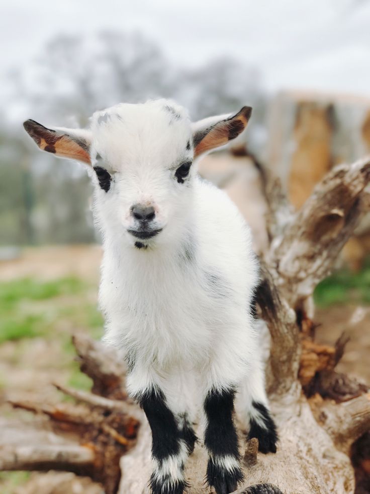 Cute Baby Goat Wallpapers