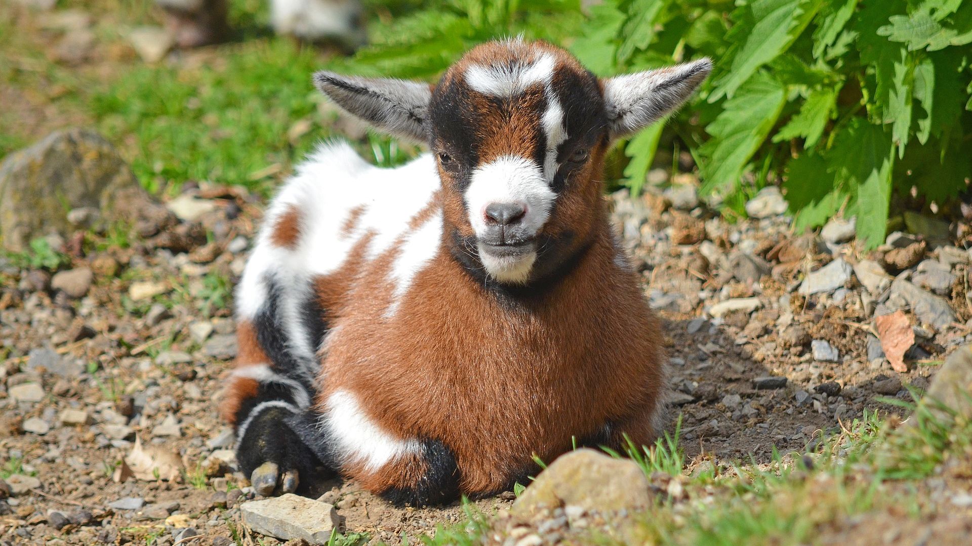 Cute Baby Goat Wallpapers