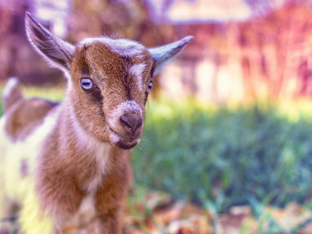 Cute Baby Goat Wallpapers