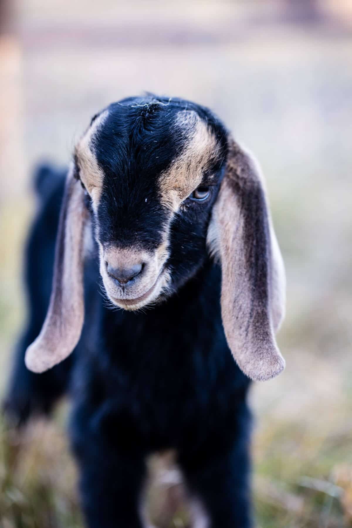 Cute Baby Goat Wallpapers
