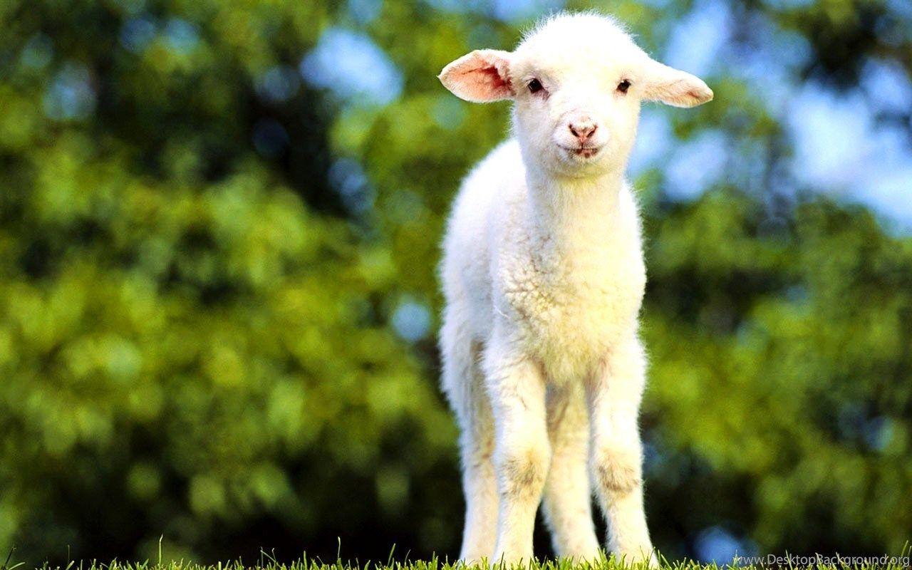 Cute Baby Goat Wallpapers