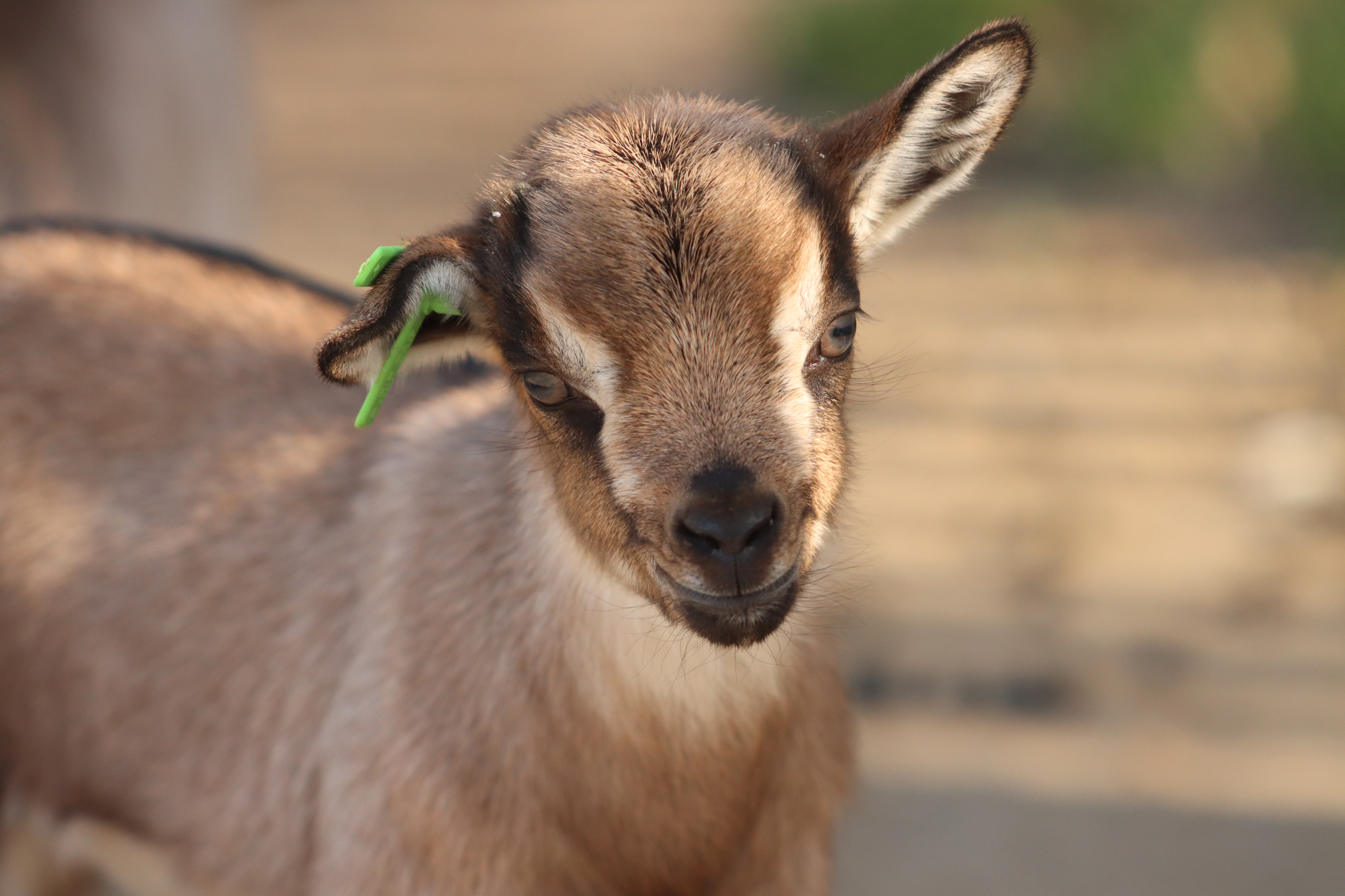 Cute Baby Goat Wallpapers