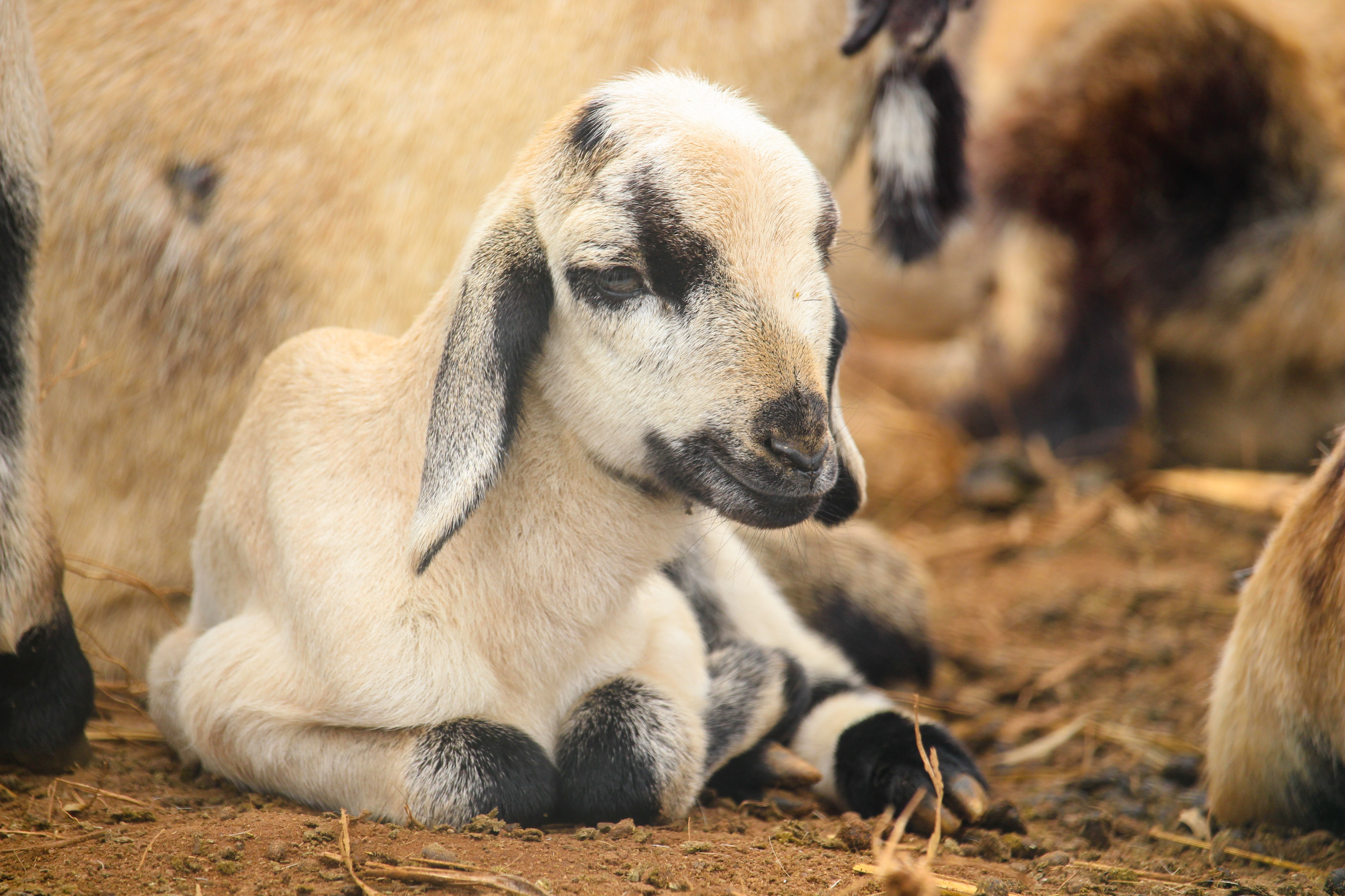 Cute Baby Goat Wallpapers