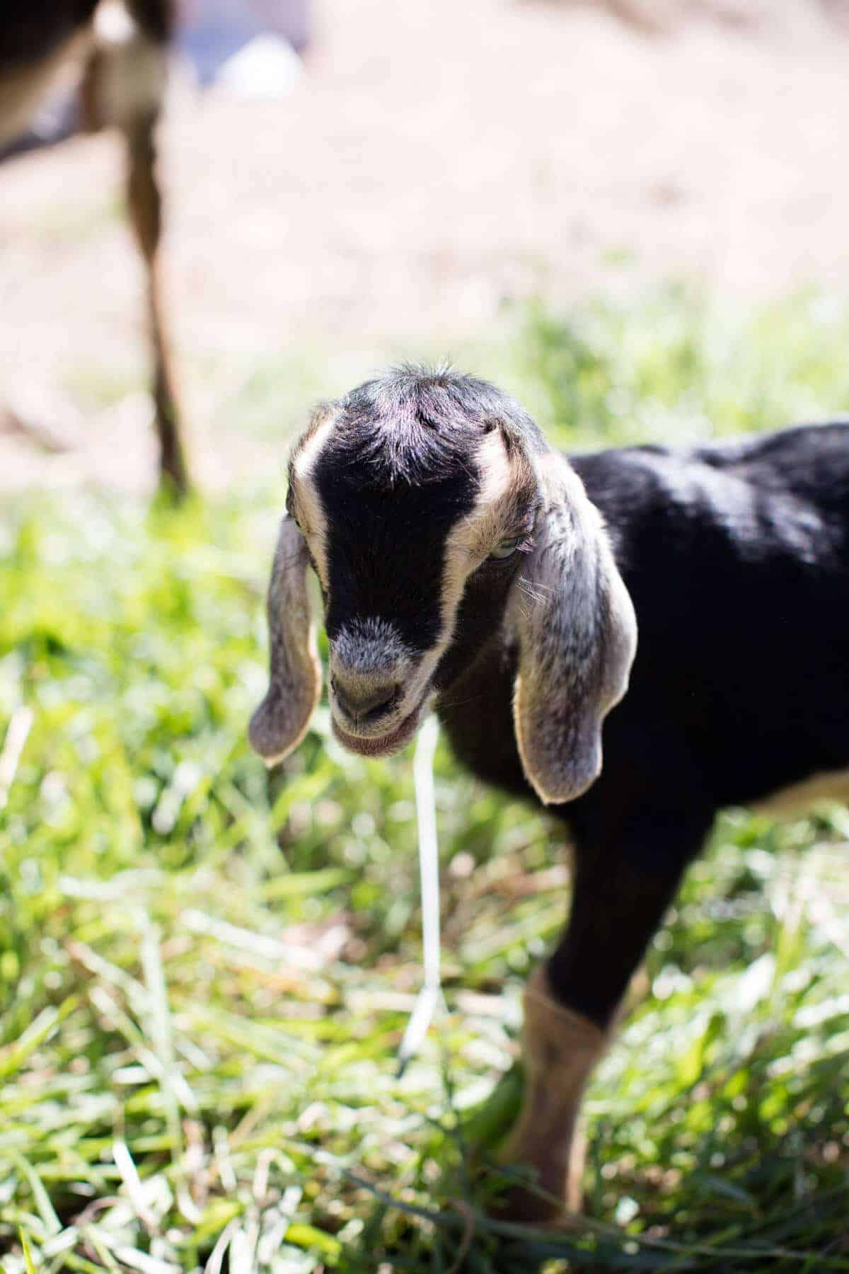 Cute Baby Goat Wallpapers