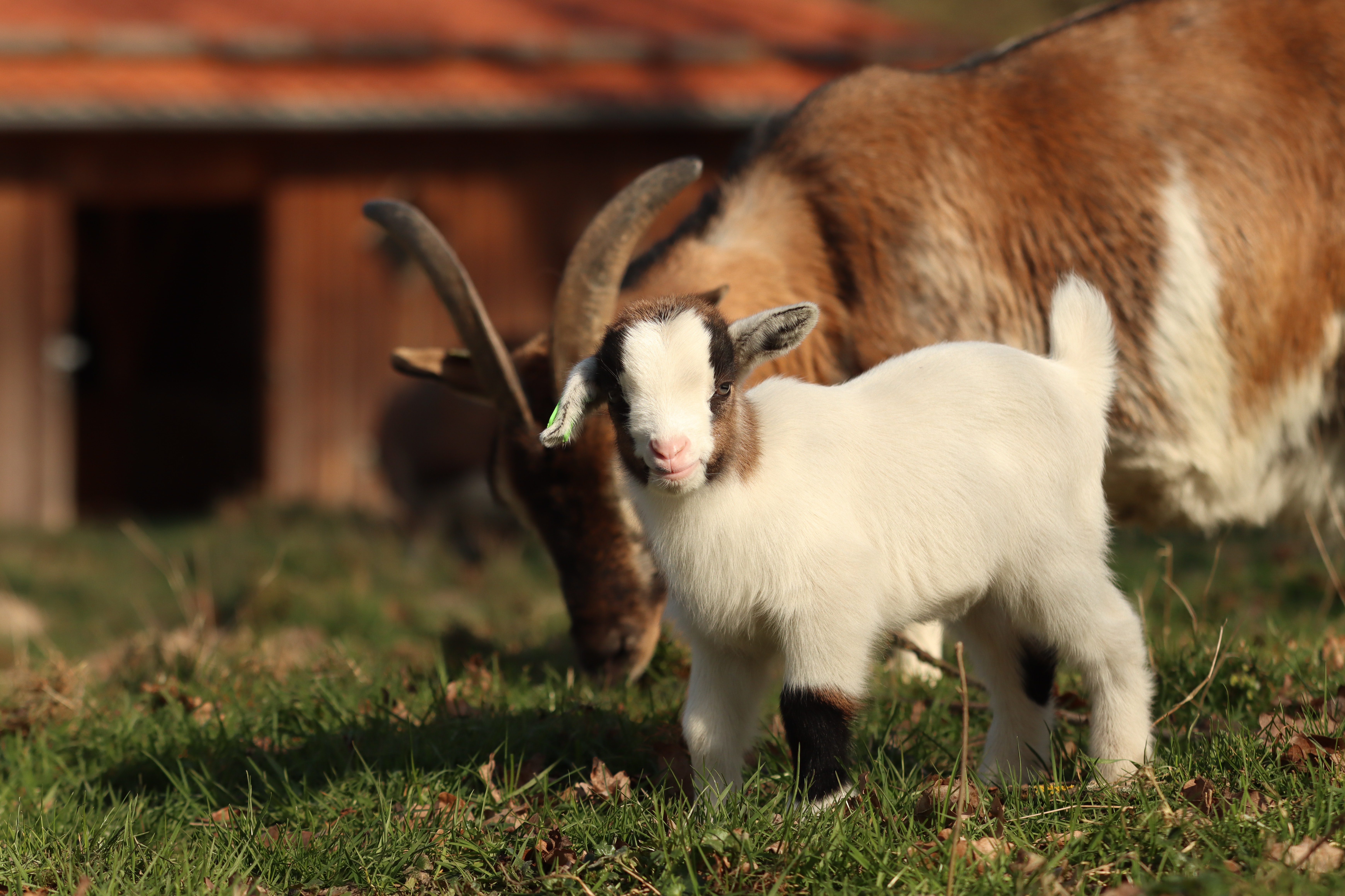 Cute Baby Goat Wallpapers