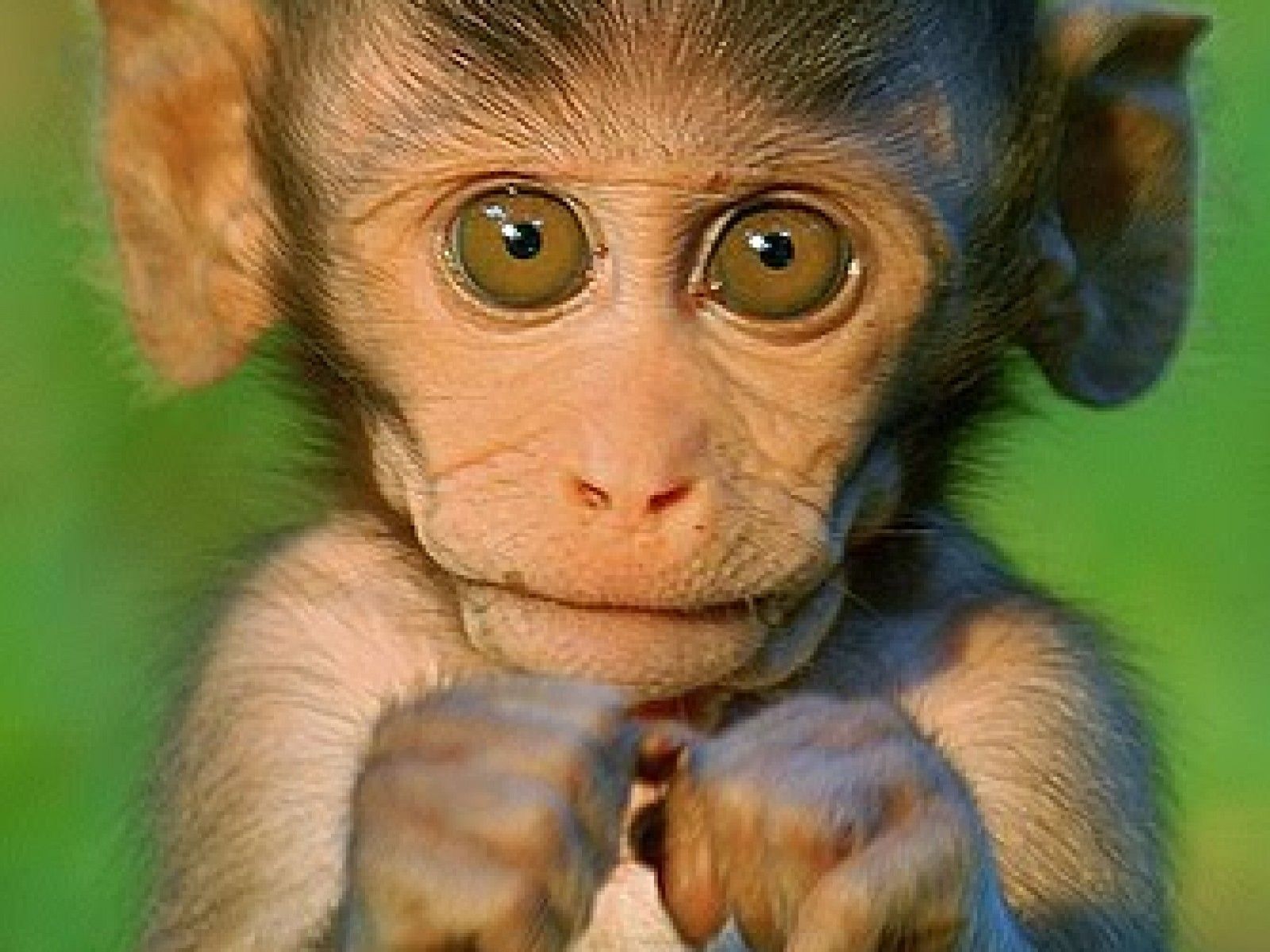 Cute Baby Monkey Wallpapers