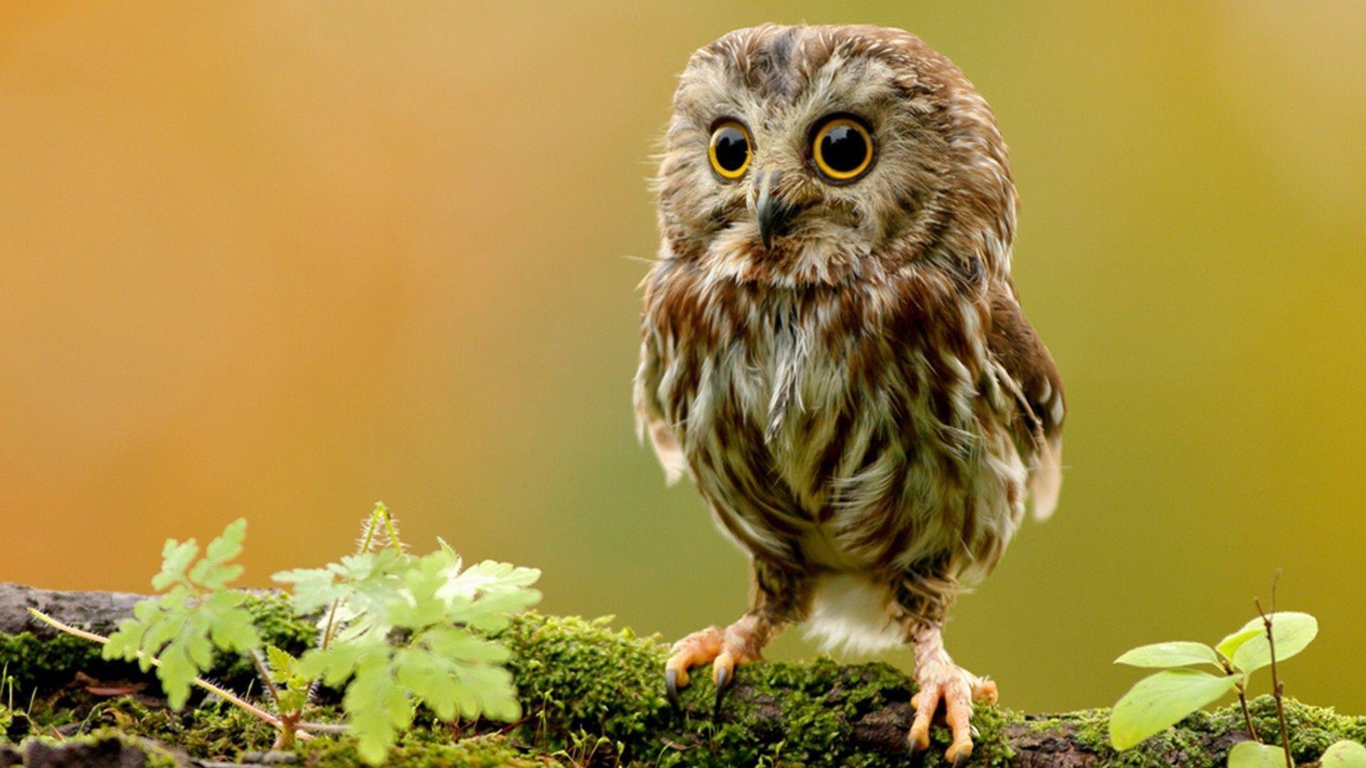 Cute Baby Owl Wallpapers