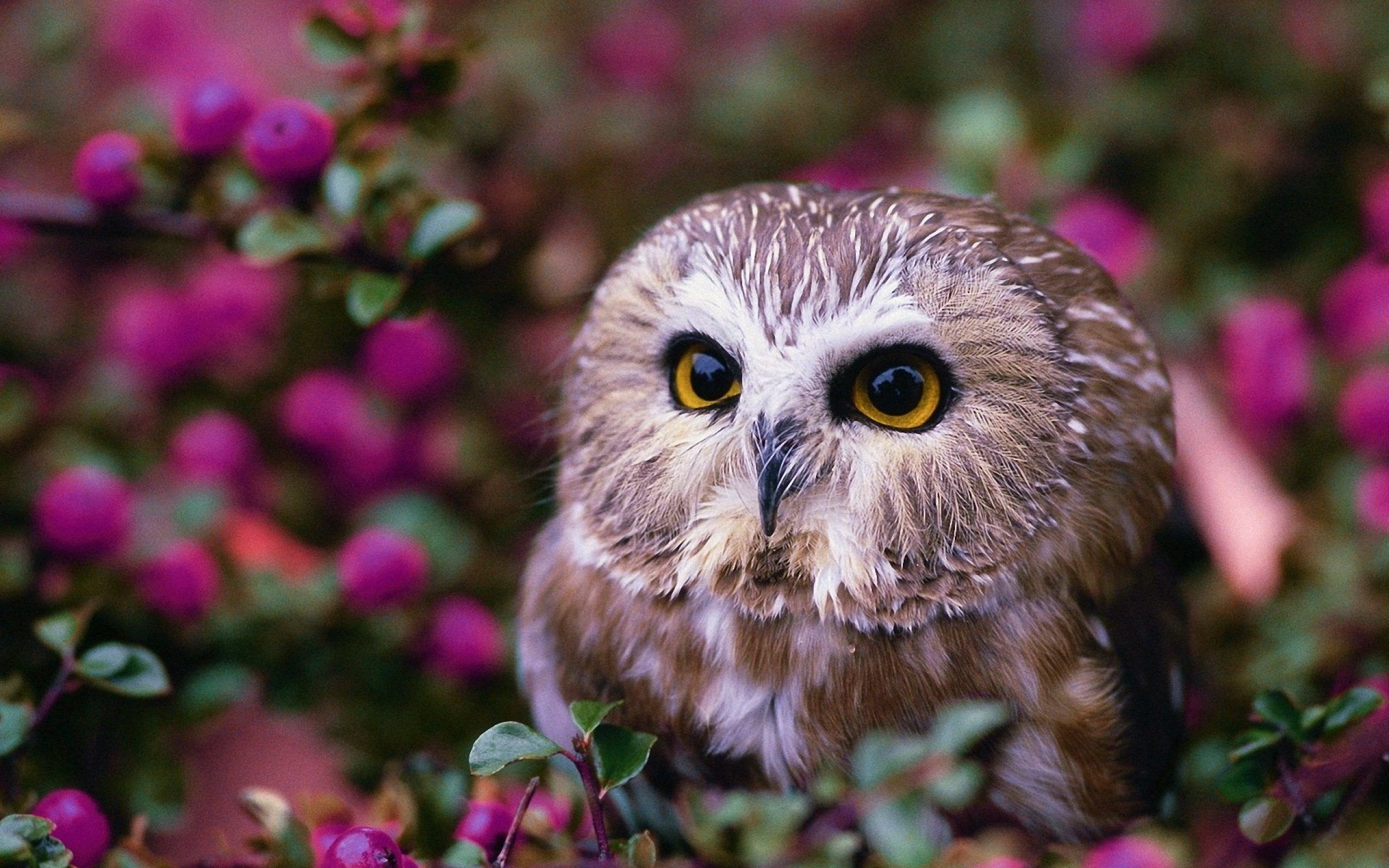 Cute Baby Owl Wallpapers