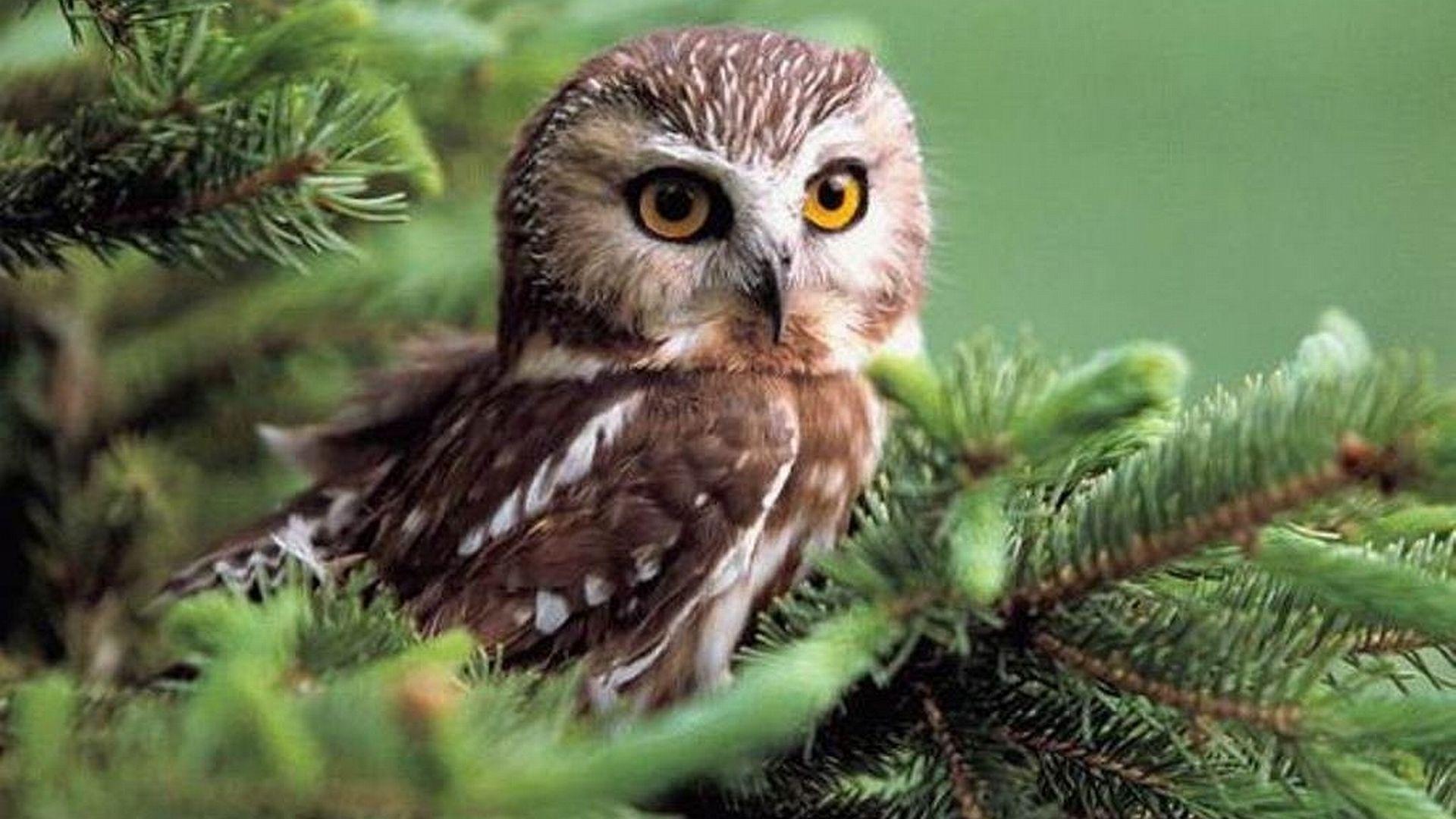 Cute Baby Owl Wallpapers