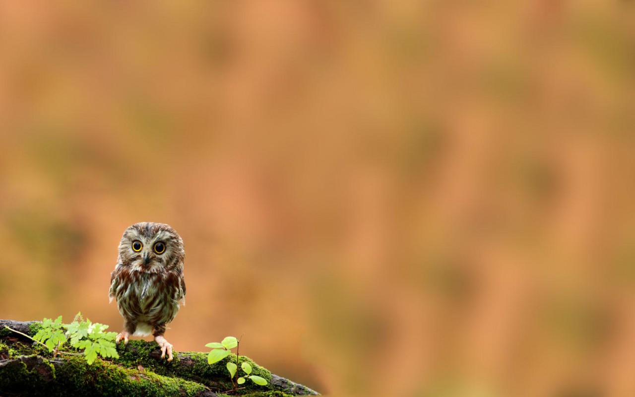 Cute Baby Owl Wallpapers