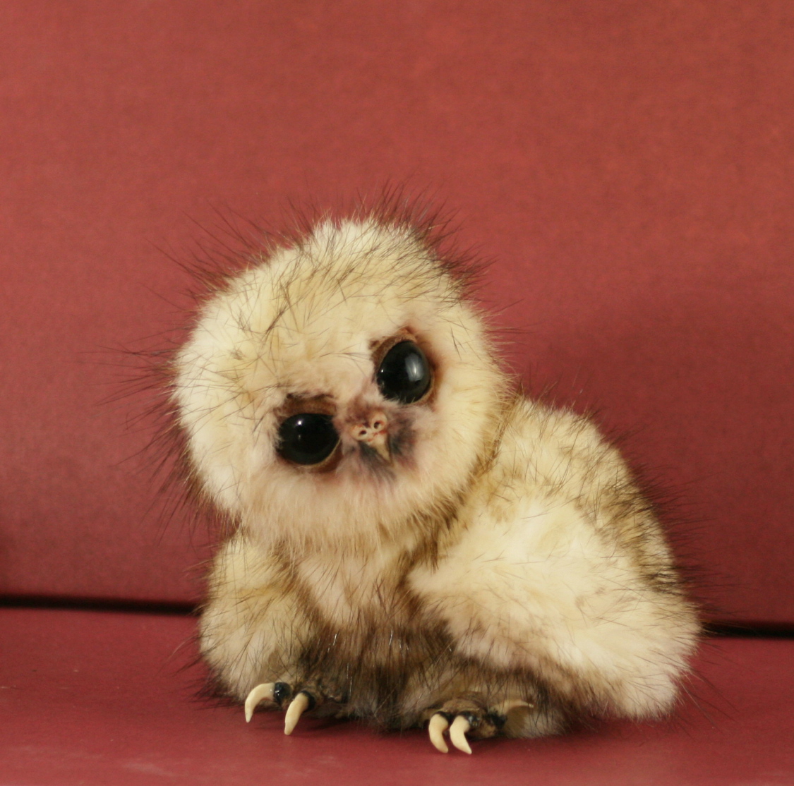 Cute Baby Owl Wallpapers