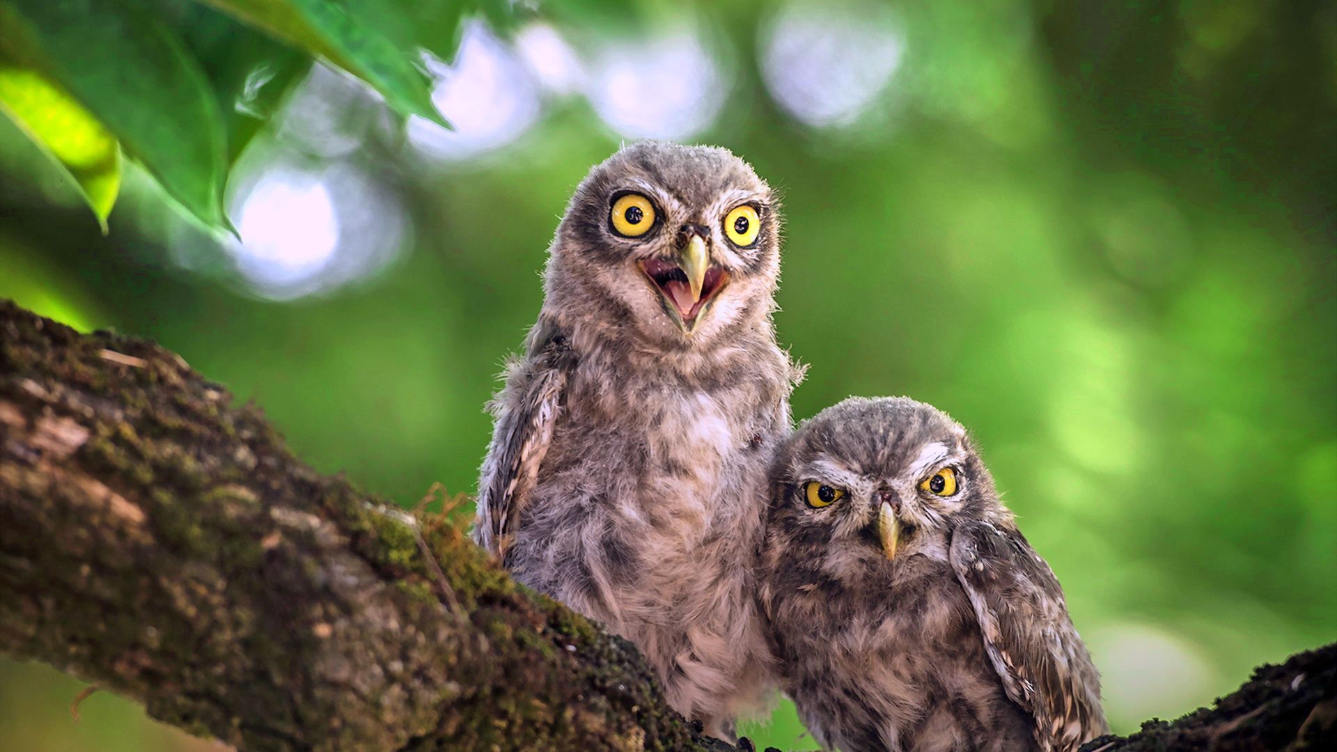 Cute Baby Owl Wallpapers