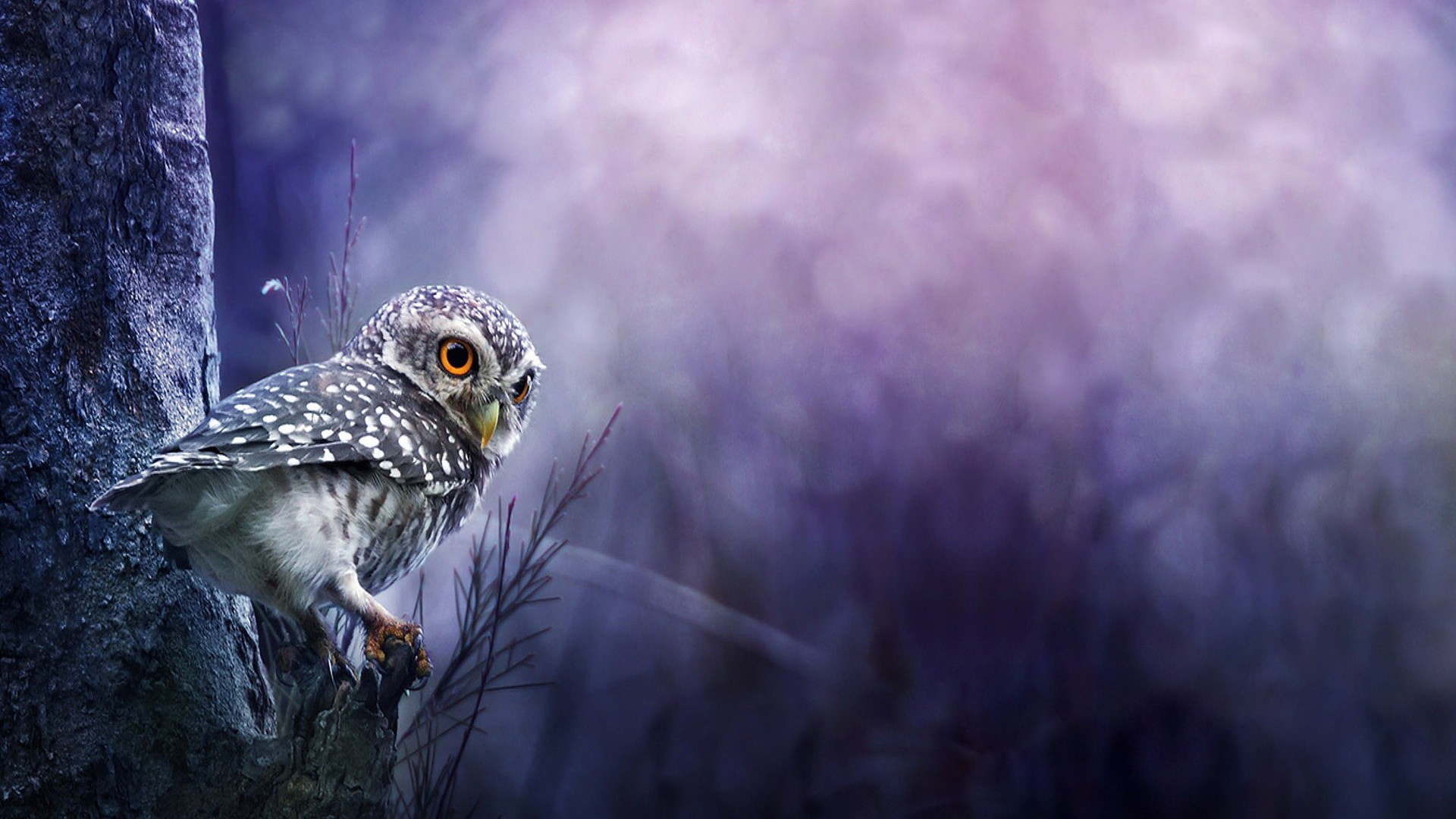 Cute Baby Owl Wallpapers