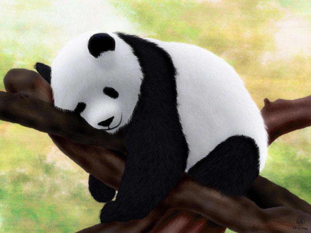 Cute Baby Panda Wallpaper Wallpapers